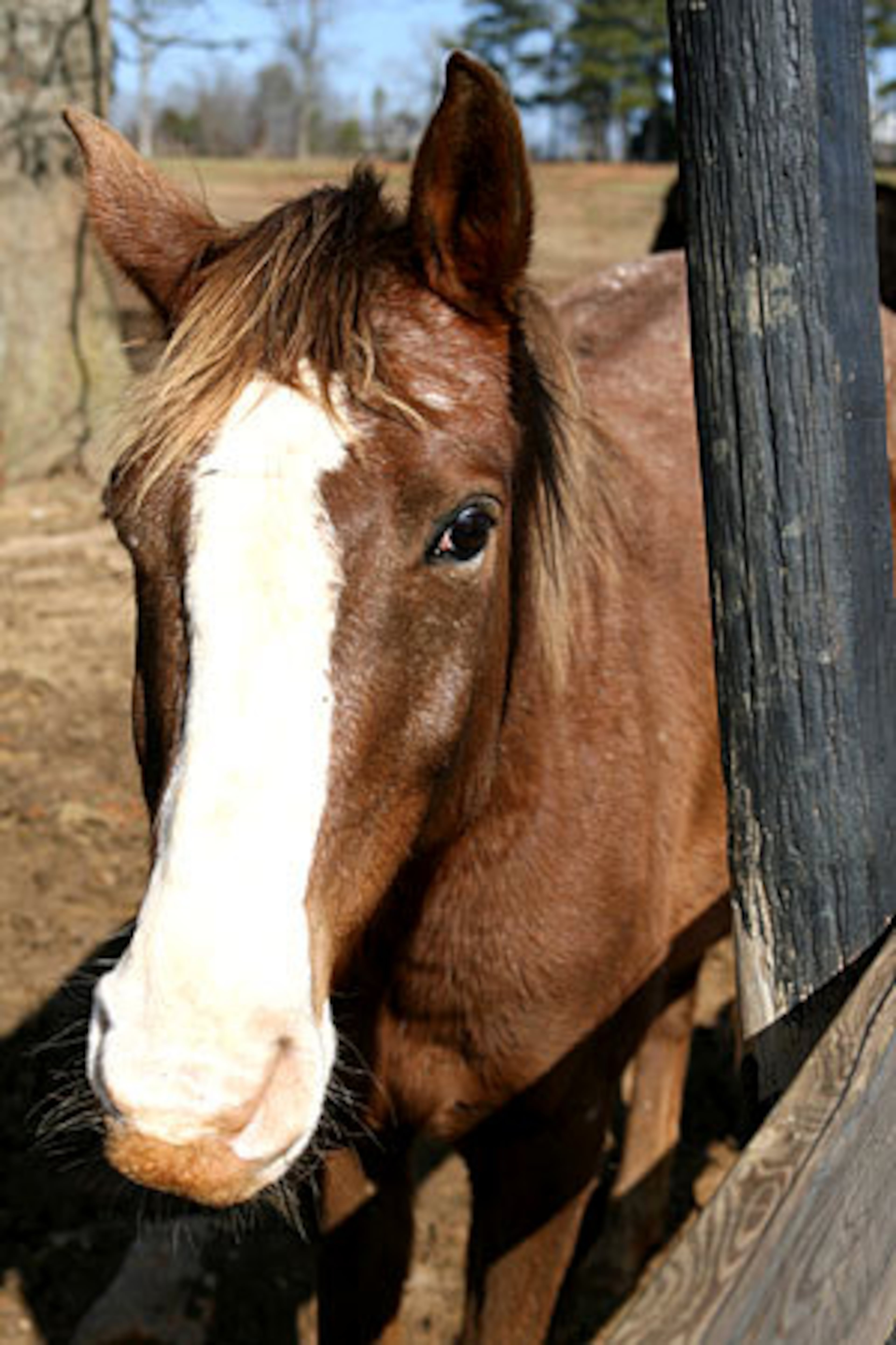 Because horses are such big eaters, consuming at least 15 pounds of hay daily, the increased feed costs are wreaking havoc with budgets.