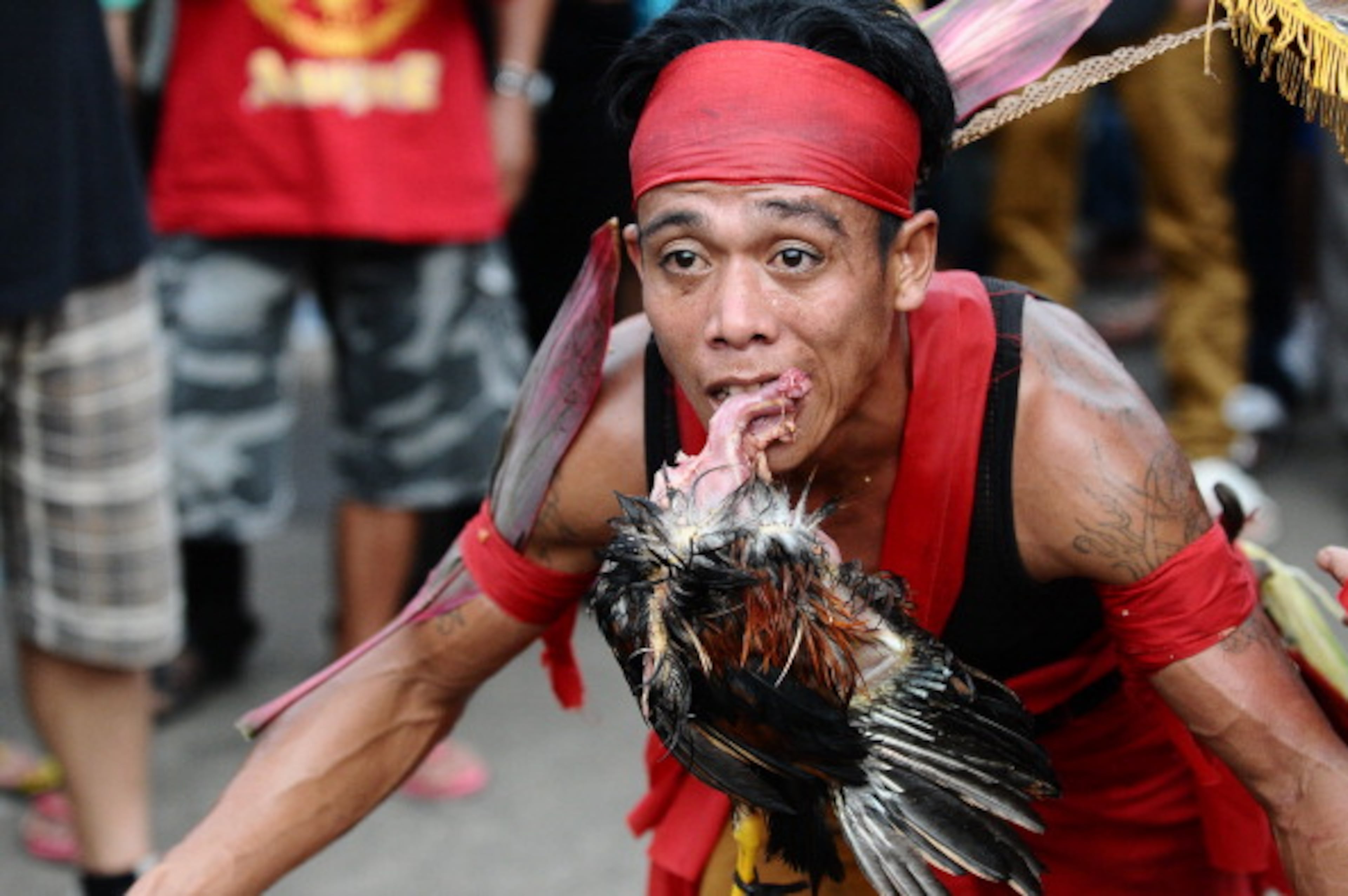 SINGKAWANG, KALIMANTAN, INDONESIA - FEBRUARY 14: A Tatung eats a chicken during Tatung Festival as part of Cap Go Meh celebration on February 14, 2014 in Singkawang, Kalimantan, Indonesia. The ancient art of Tatung, performed as part of the Cap Go Meh Festival, is believed to call upon positive spirit who help to dispel the bad spirits that may affect people's lives. Cap Go Meh Festival also know as Lantern Festival is celebrated in the 15th day of Chinese Lunar Year and marks the end of the Chinese New Year celebrations. (Photo by Robertus Pudyanto/Getty Images)