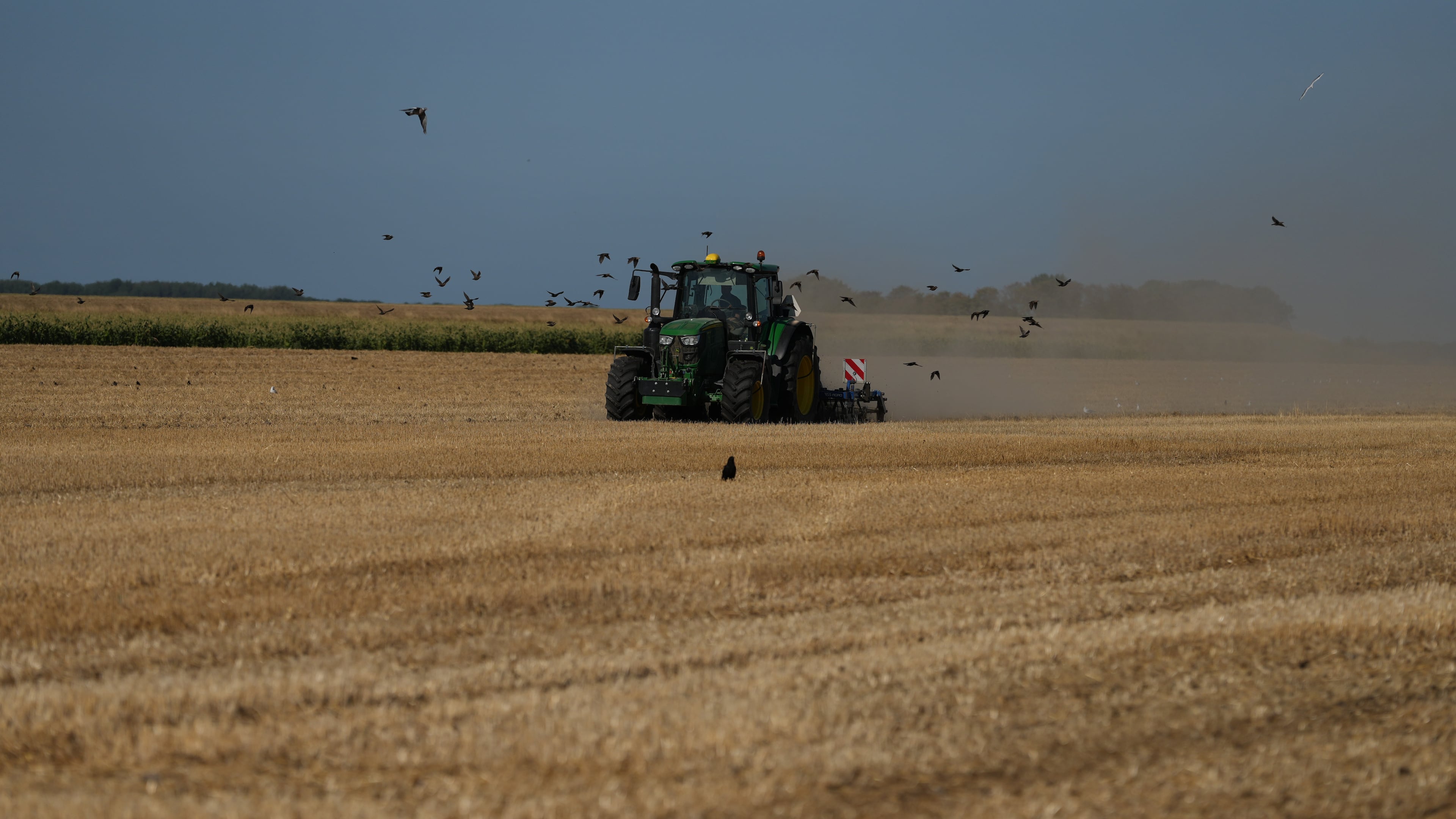 Farmer Maarten Janse drives his tractor on a drought stricken wheat field in Wolphaartsdijk, Netherlands, Tuesday, Aug. 11, 2026. (AP Photo/Virginia Mayo)
