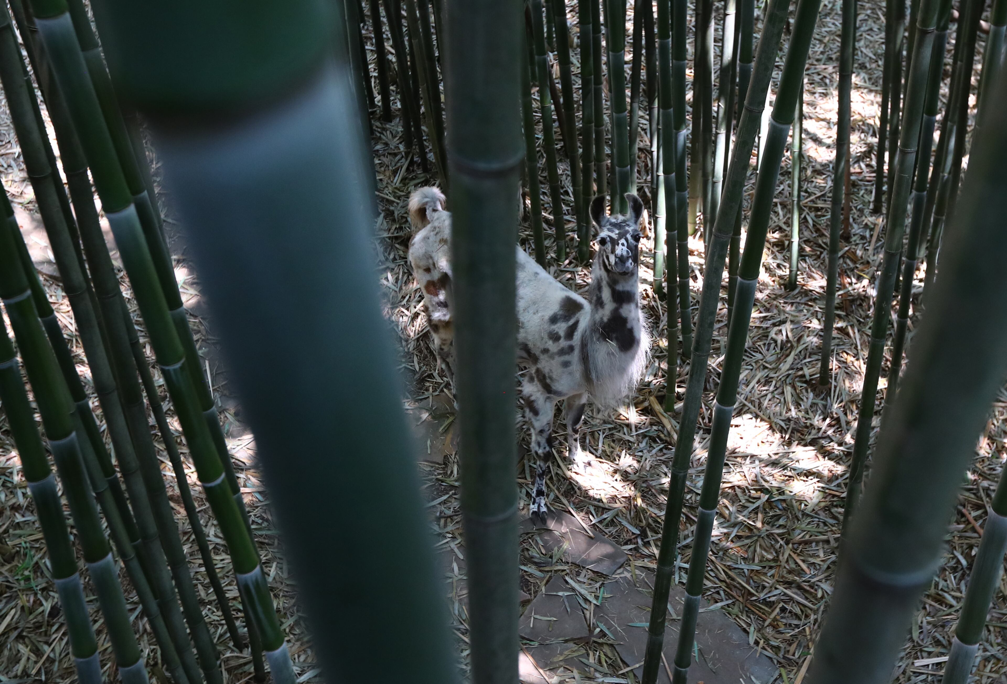 June 3, 2019 Atlanta: A llama named Figgy wonders through the bamboo forest on the alpaca treehouse and llama cottage Airbnb properties on Monday, June 3, 2019, in Atlanta. Curtis Compton/ccompton@ajc.com