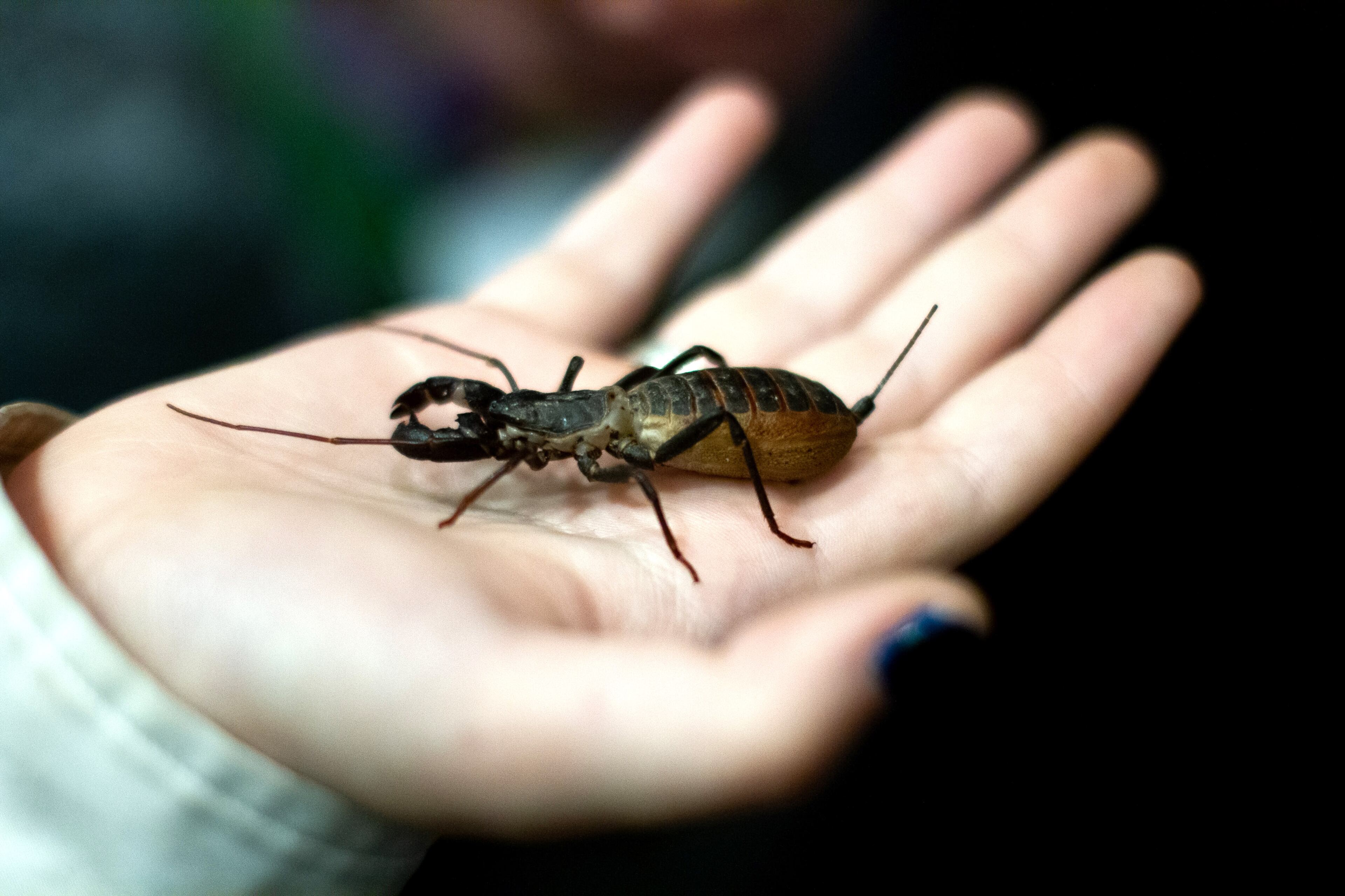 Luno Edwards holds a live vinegaroon in her hand during the CONjuration convention at the Hilton Atlanta Airport in Hapeville on Saturday, November 16, 2019. STEVE SCHAEFER / SPECIAL TO THE AJC