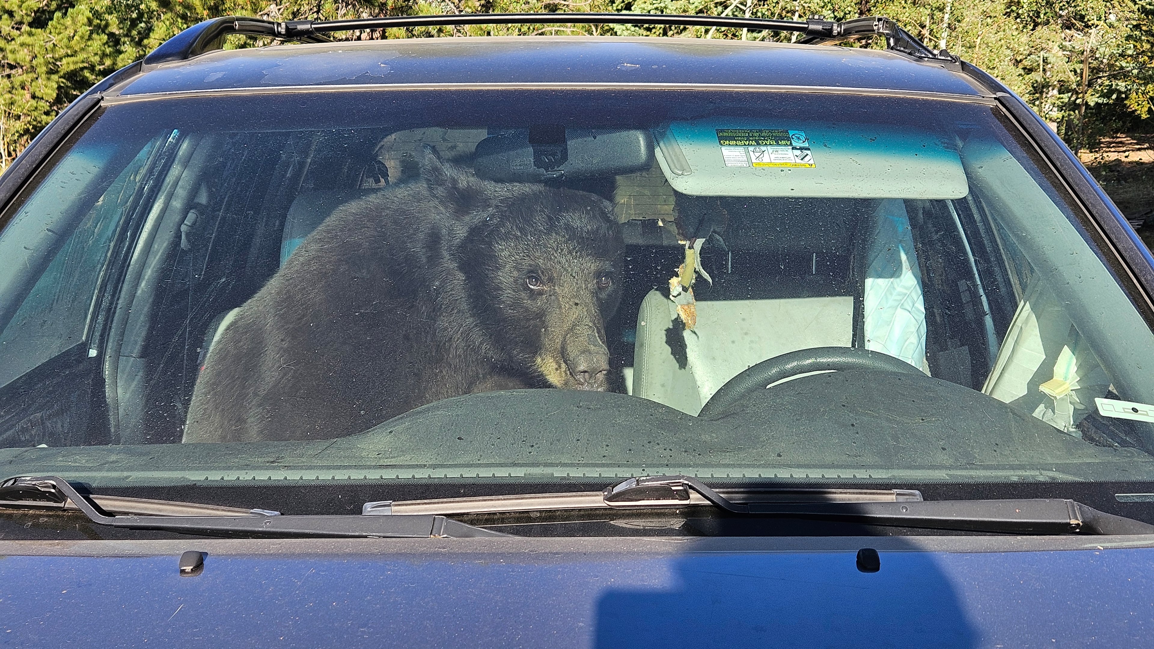 A bear sits in a car after getting stuck inside of it Sunday, July 19, 2026 in Gold Hill, Colo. (Patrick Sullivan via AP)wld
