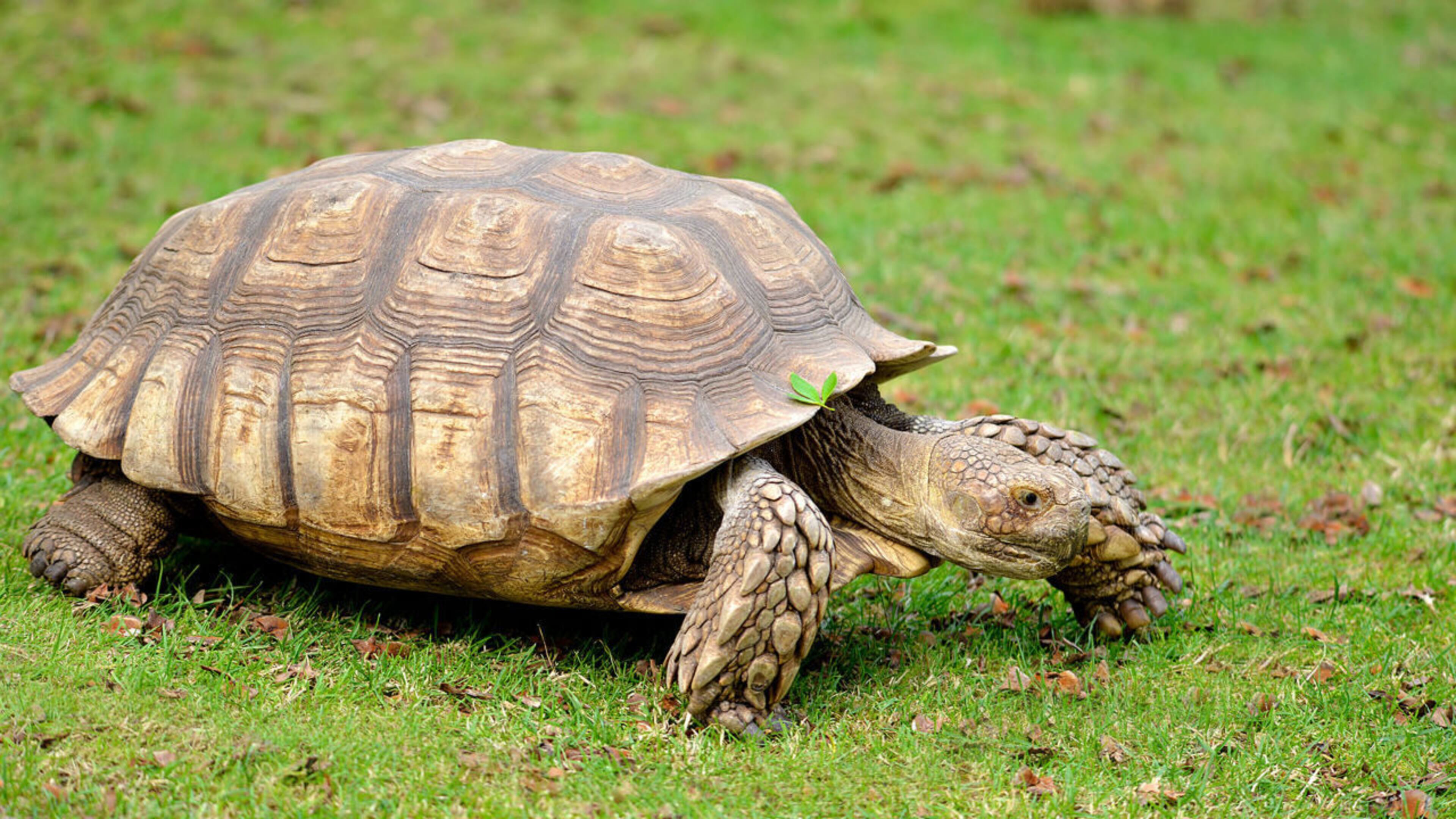 A 200-pound tortoise named Sparkplug (similar to the one pictured) that escaped from a pen in Alabama is back home after a journey across two counties and at least one soybean field. (Photo: San Diego Zoo)