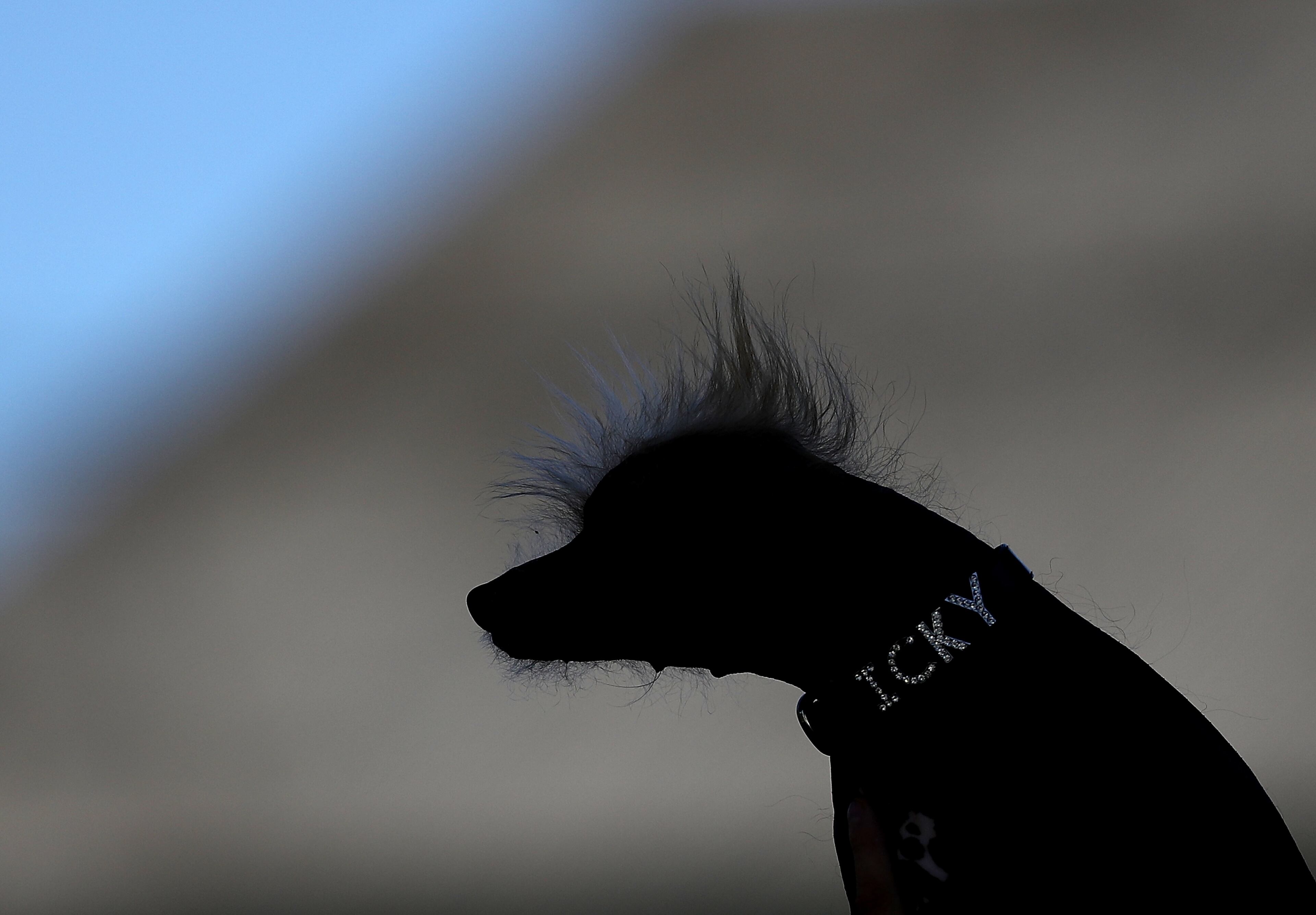 PETALUMA, CA - JUNE 24: A dog named Icky of Davis, California, looks on during the 2016 World's Ugliest Dog contest at the Sonoma-Marin Fair on June 24, 2016 in Petaluma, California. Sweepee Rambo, a blind Chinese Crested dog, won the annual World's Ugliest Dog contest. (Photo by Justin Sullivan/Getty Images)
