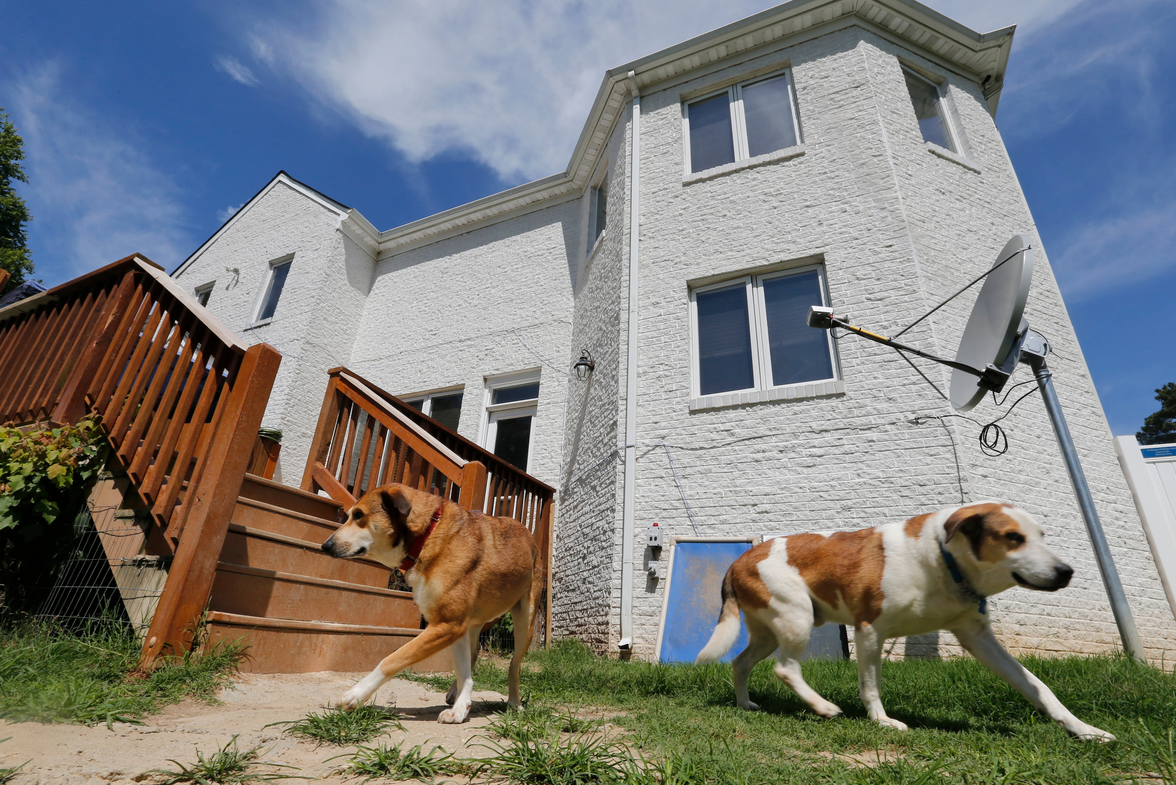 A rescued dogs walk to a run in back of the Good Newz Rehab Center, the former home of NFL football quarterback Michael Vick's Bad Newz kennel in Smithfield, Va., Monday, June 15, 2015. The anti-chaining organization Dogs Deserve Better bought the 15-acre compound and its five-bedroom house in 2011. The property where dogs were once brutalized is now a refuge for dogs rescued from a life of being chained or penned. (AP Photo/Steve Helber)
