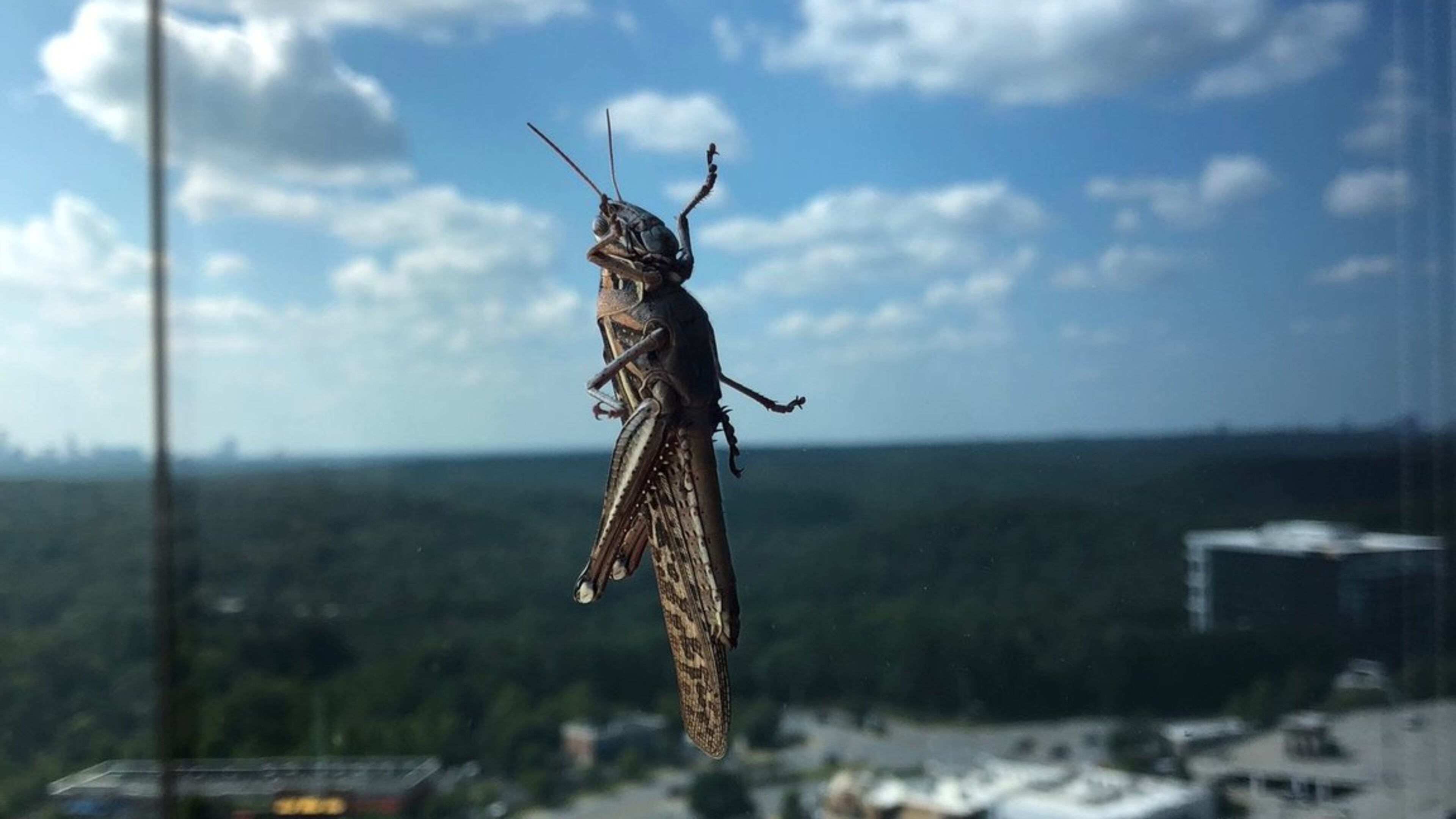 “This grasshopper was on the window of the 12th floor of our offices,” wrote K. Spence.