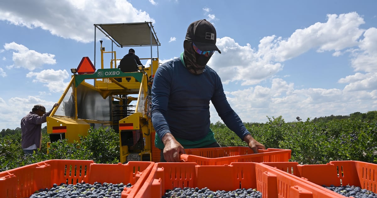 Blueberries taking bigger bite of business in Peach State