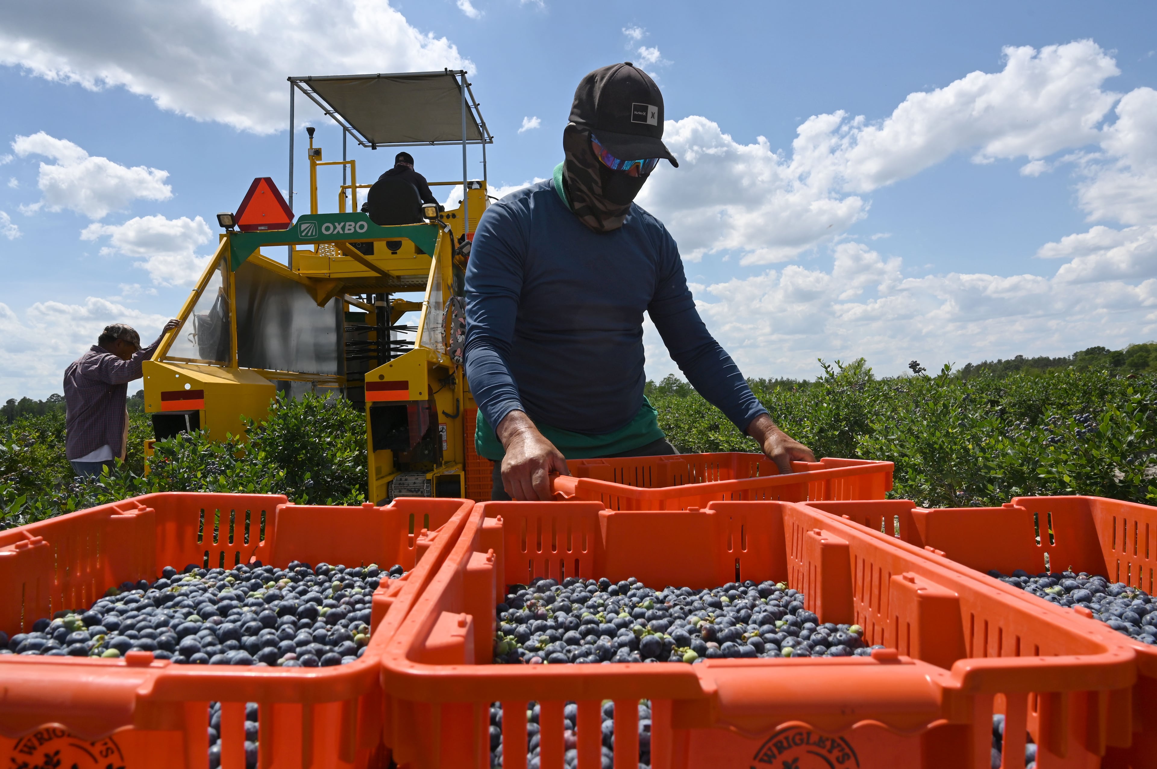 Blueberries in the Peach State