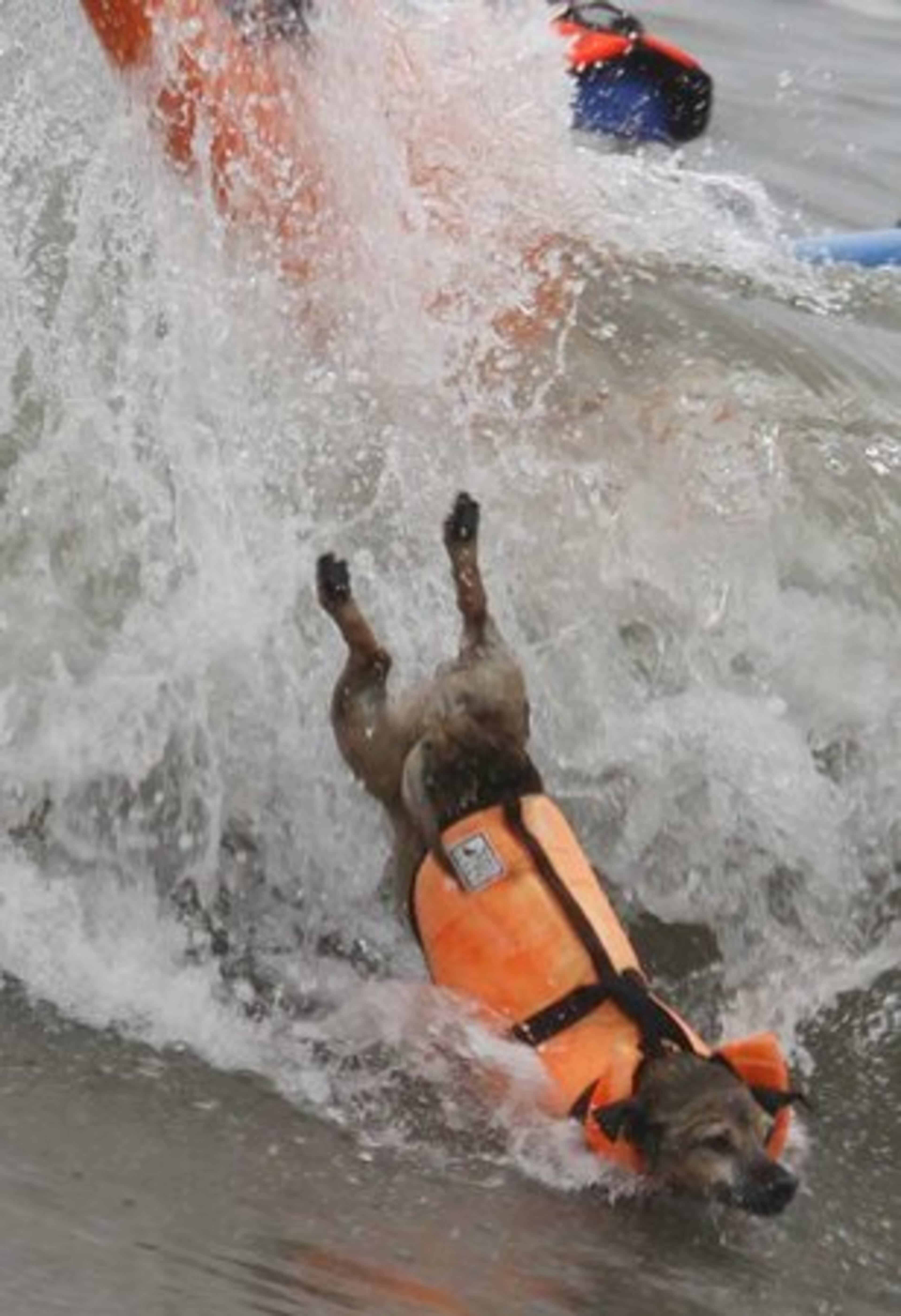 WIPEOUT! But what a way to go. This surfer dude... er, dog... seems cool with taking a bath. (Now that's a change!)