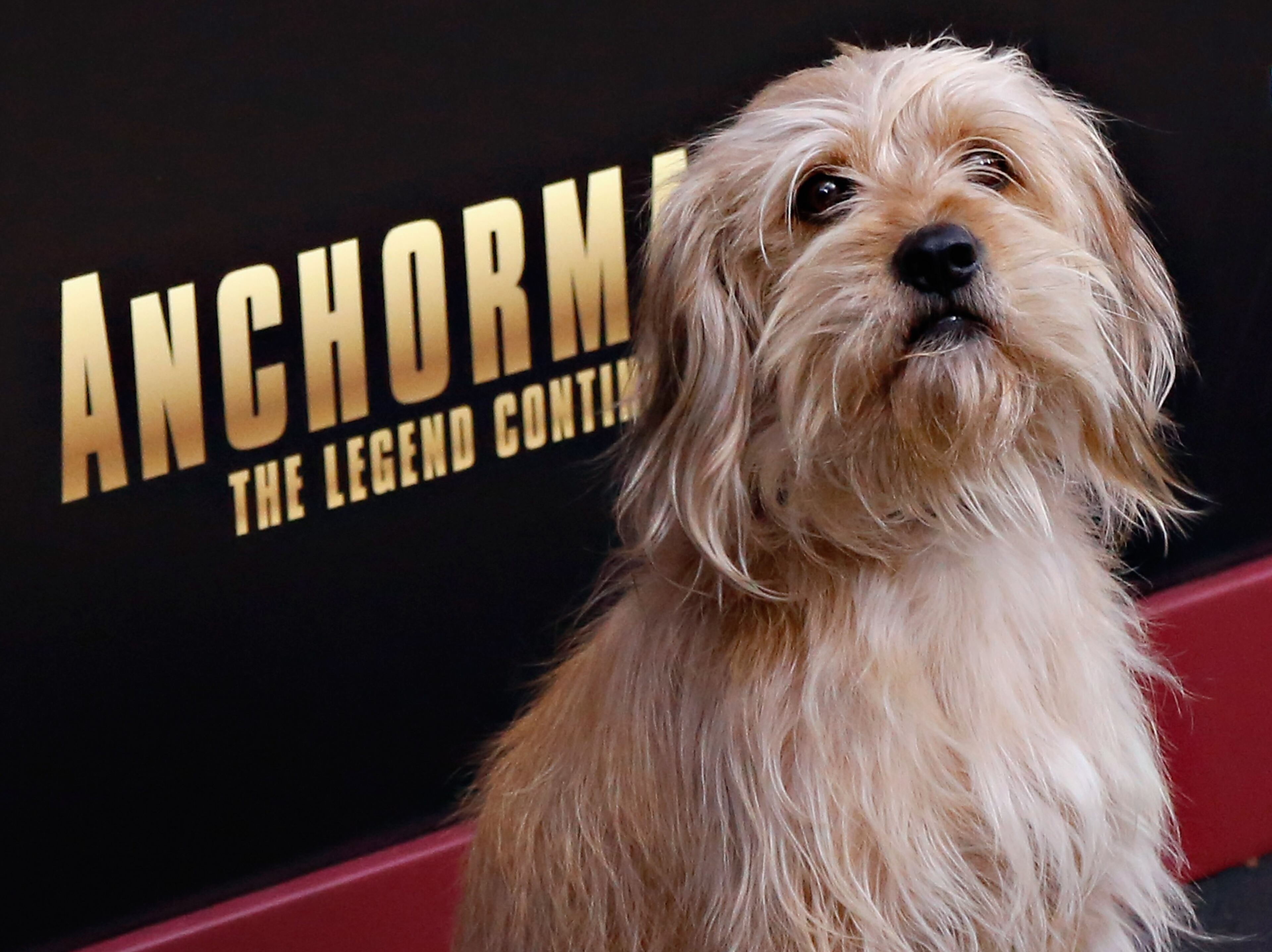NEW YORK, NY - DECEMBER 15: Baxter attends the "Anchorman 2: The Legend Continues" premiere, sponsored by Buffalo David Bitton, on December 15, 2013 in New York City. (Photo by Cindy Ord/Getty Images for Buffalo David Bitton)