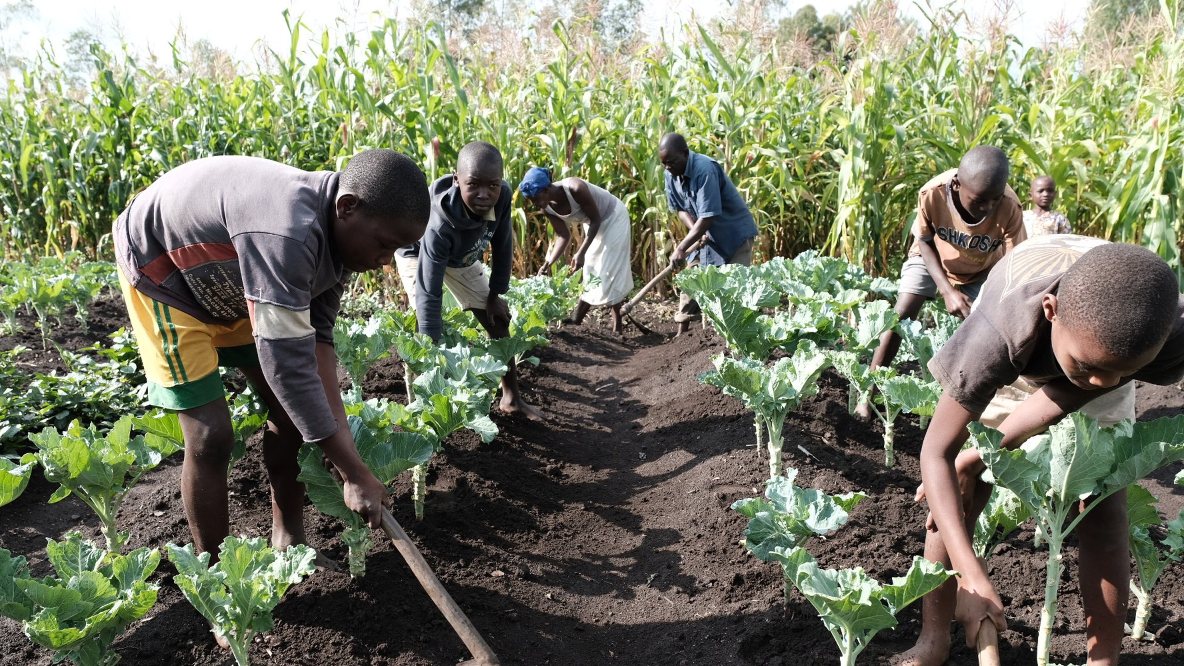 Sarah Koch, executive director of Development in Gardening. CARY NORTON For the shot of the folks in the field: A family in western Kenya tends their garden of local kale with techniques learned from Development in Gardening. LISA KEISLER