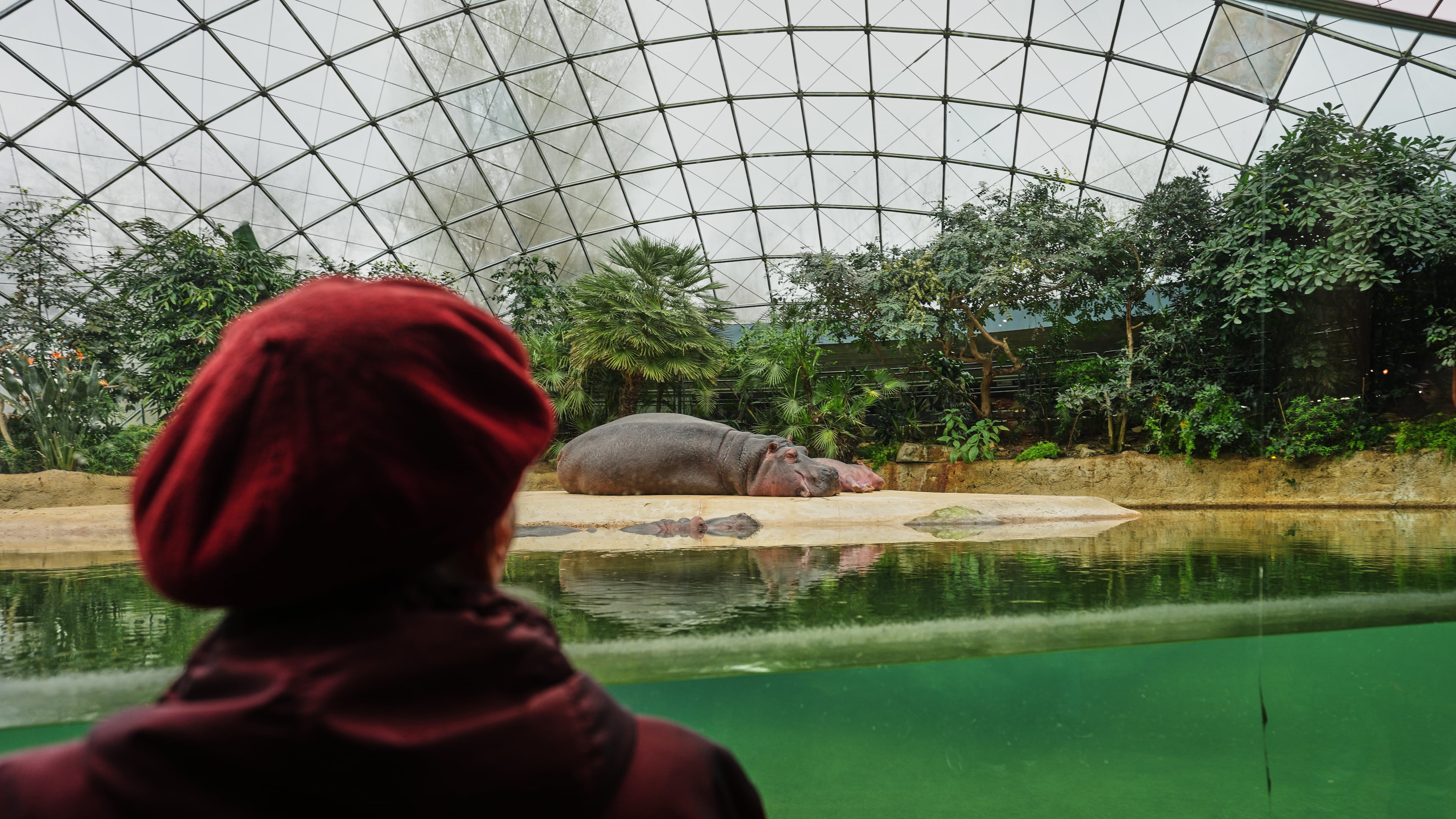 Monika Jansen, 85, looks to a hippo during a guided tour for people with dementia organized by Malteser Deutschland, part of the international Catholic aid organization Malteser Order of Malta, at the Zoo in Berlin, Germany, Thursday, March 26, 2026. (AP Photo/Markus Schreiber)