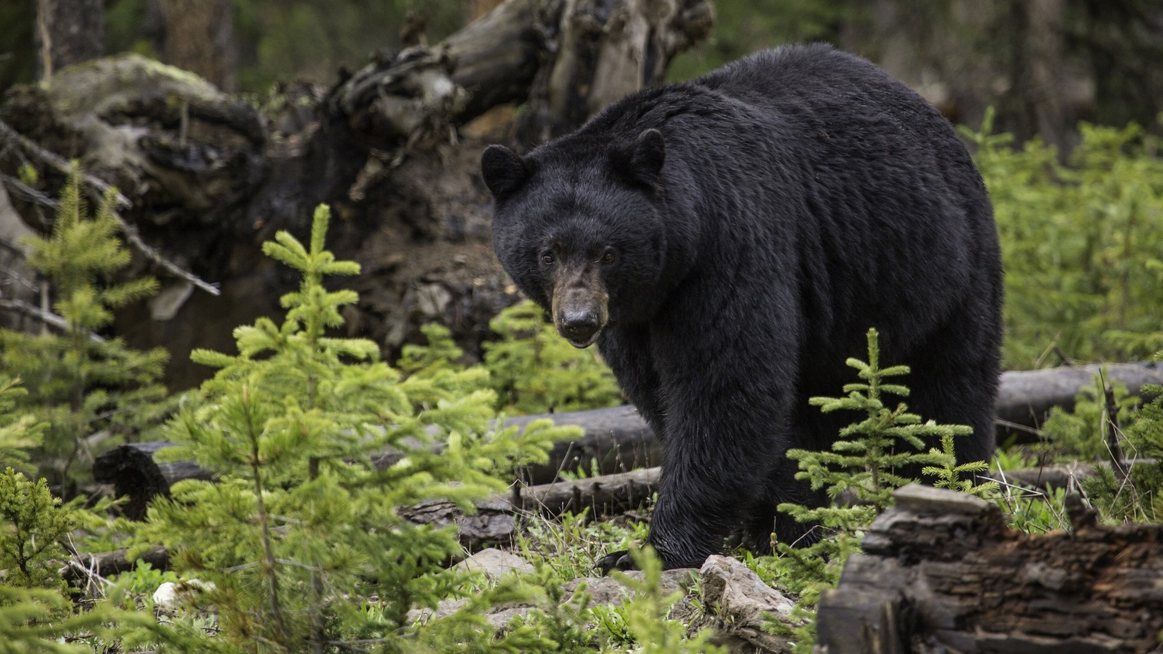 A mother bear (NOT pictured) and her cub were spotted Monday at Leone Hall Price Park in Cobb County.