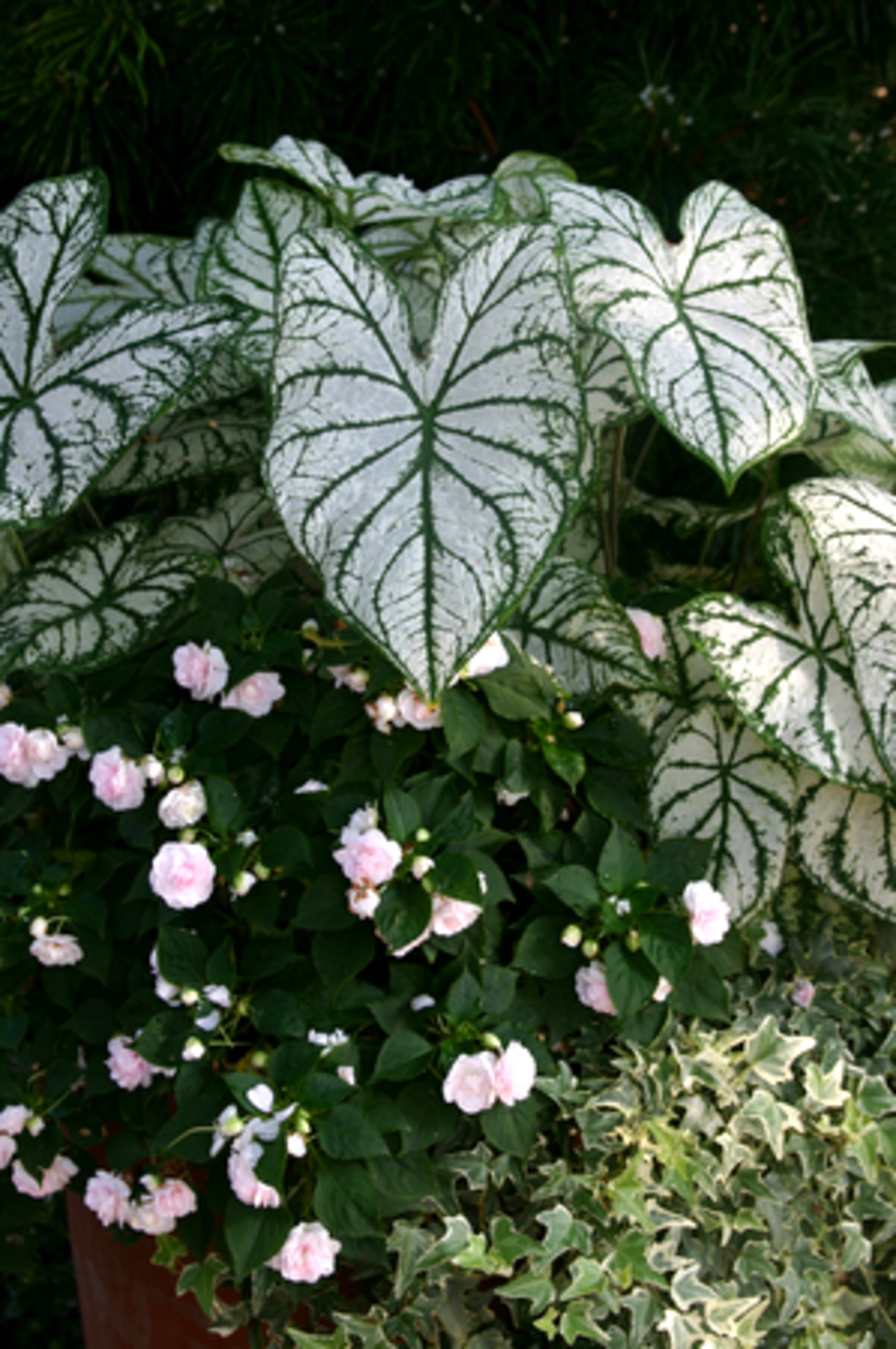 Caladium also look good when paired with Double Impatiens.