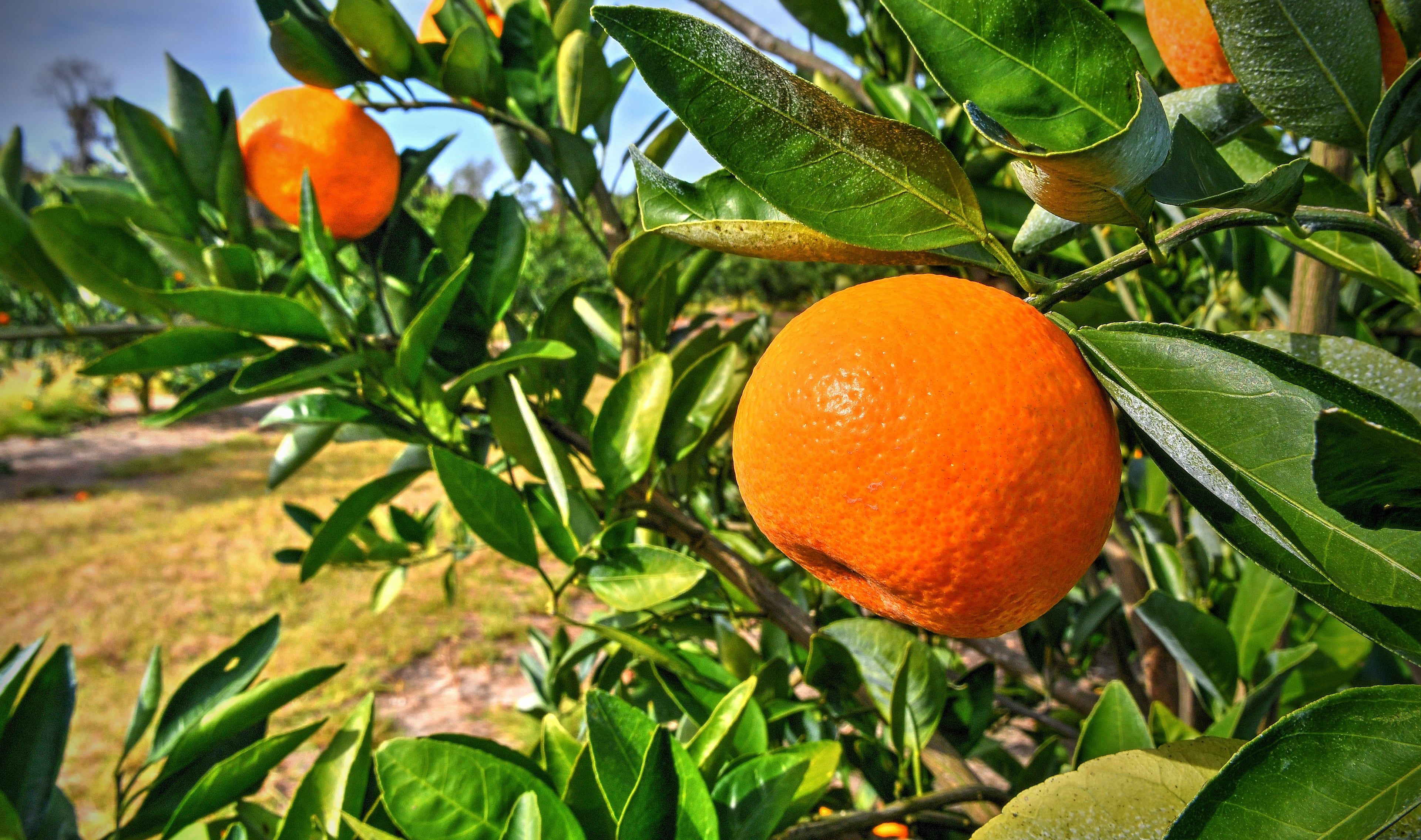 211118 Lake Park, Ga: General satsuma grove beauty shot. The AJC visits Corbett Brothers Farms for a story on their satsuma farming operation as part of Georgia's emerging citrus market. Photos for Georgia on My Plate series, 010822satsumafarm. All photos taken Thursday November 18, 2021 in the groves and packaging, shipping facilities of Corbett Brothers Farms 972 GA Hwy 376, Lake Park Ga. 31636. (Chris Hunt for The Atlanta Journal-Constitution)