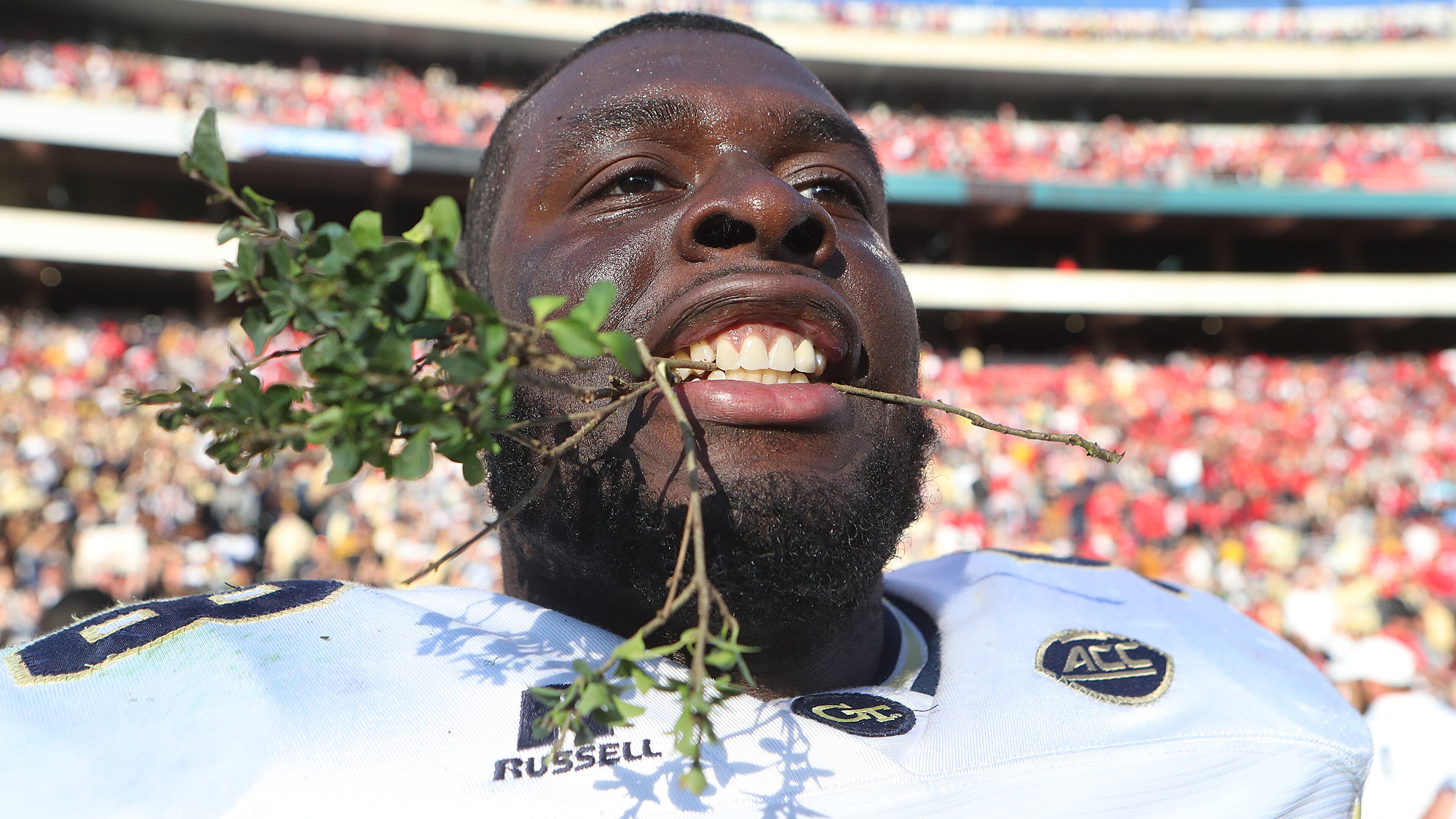 Georgia Tech center Freddie Burden takes a bite out of the hedges savoring a 28-27 victory over Georgia in a NCAA college football rivalry football game on Saturday, Nov. 26, 2016, in Athens. Curtis Compton/ccompton@ajc.com