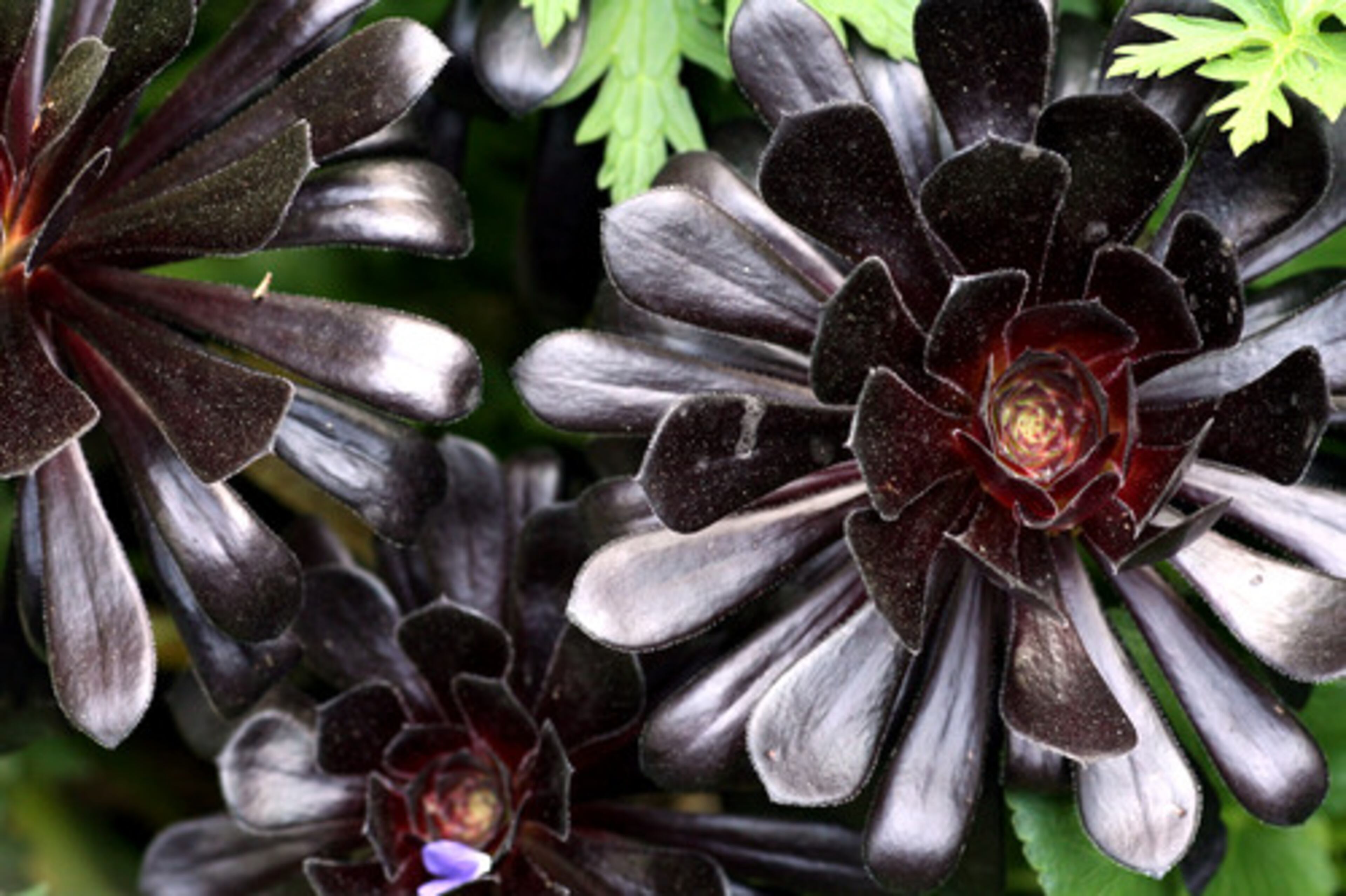 This Aeonium manriqueorum "Zwartkop" is a succulent that requires a lot of sun to reach this deep color, Ellis explained. Plants of chartreuse or black are considered the height of gardening chic, he said. Ellis uses these types of plants in container gardens by his front door.