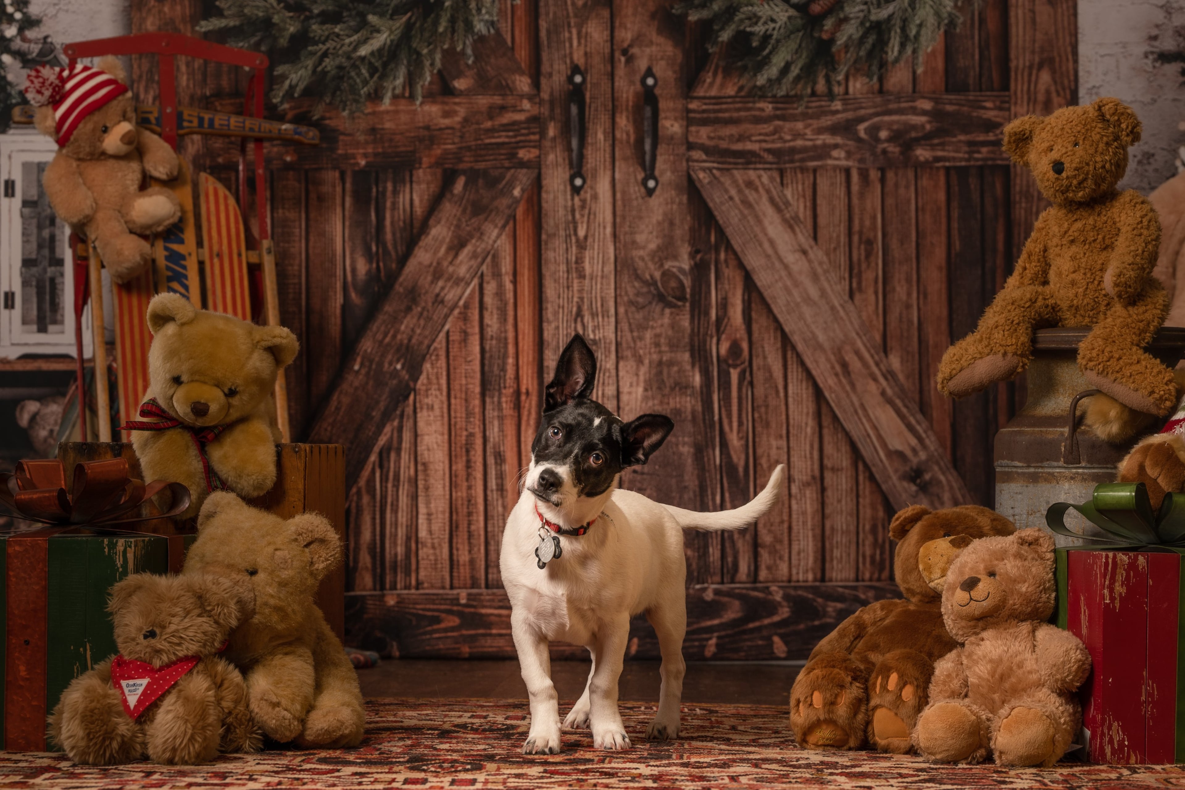 Bandit is the sock-swiping terrier of Senior Judge Robert Rodatus. (Courtesy photo)