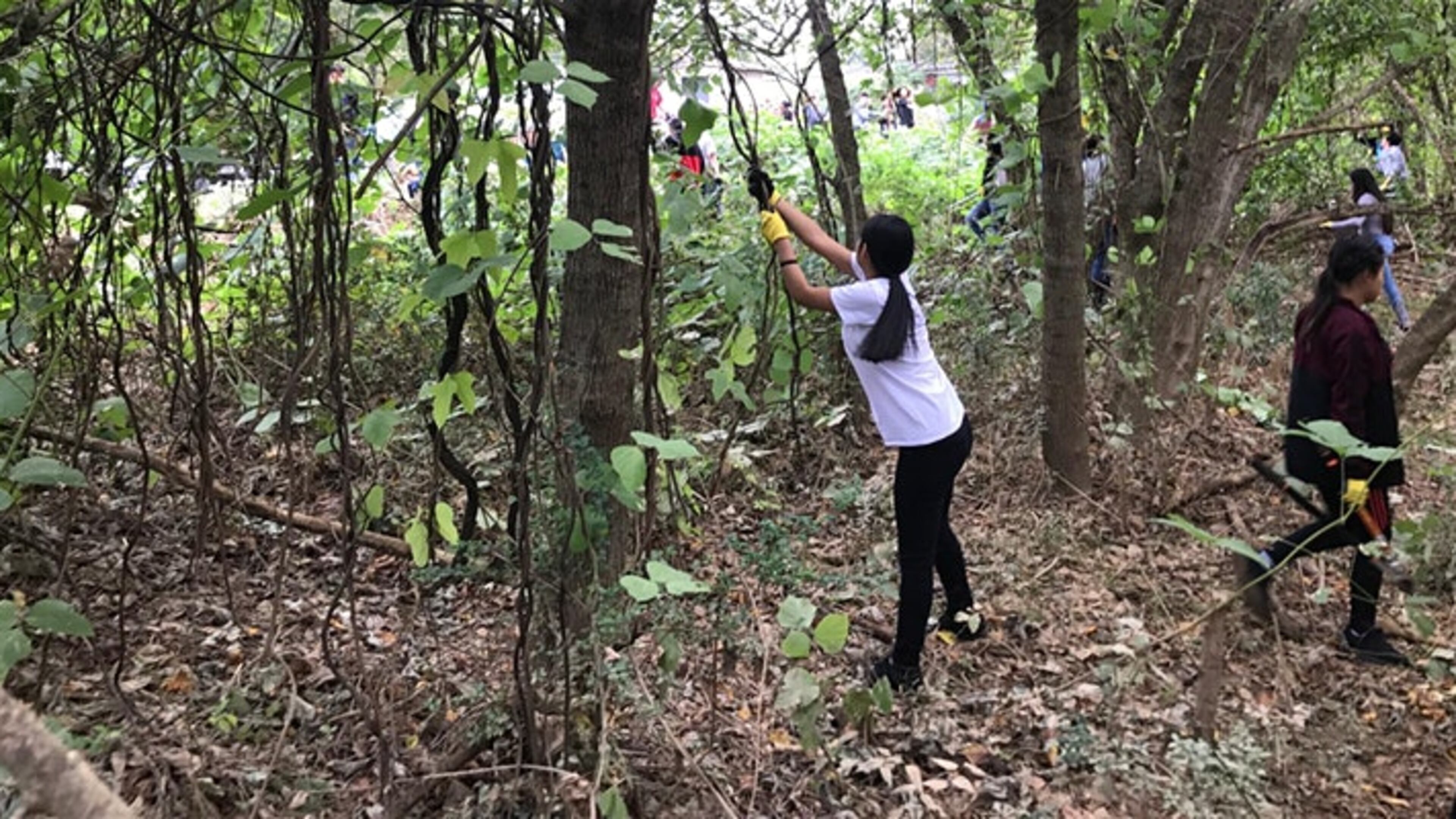 For the fourth consecutive year, the Cobb County Water System has won the Comprehensive Education Program of Excellence Award by the Georgia Association of Water Professionals. Volunteers are shown removing invasive plants from the ongoing stream stabilization site at Noonday Creek.