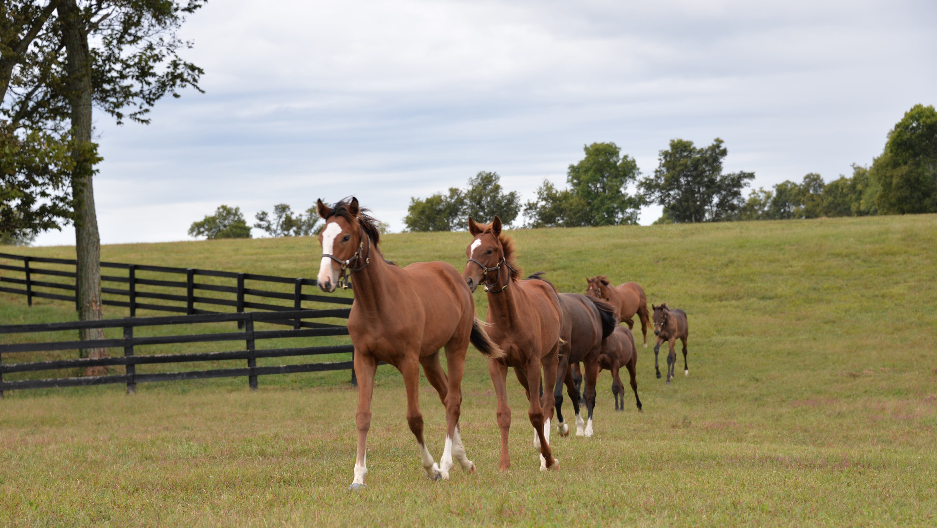Foals and mares parade by at Taylor Made farm in Nicholasville, Kentucky. Photo by Penny Loeb for The Washington Post.