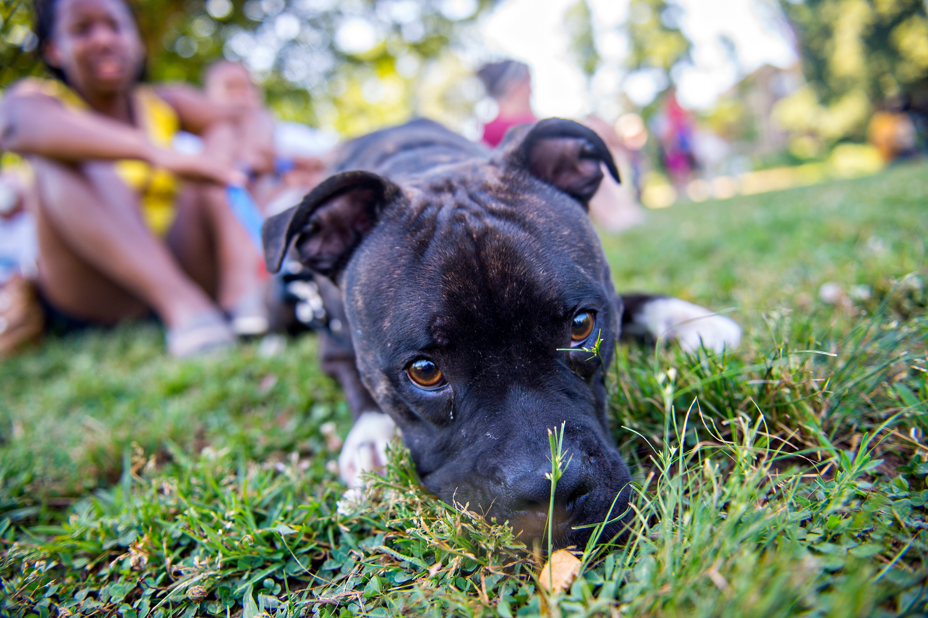Tyson, a boxer mix, inches forward to snag a treat laying in the grass as J'Nai Pittman watches during Bark at the Park at Brookhaven Park on Saturday, May 23, 2015. The first-ever event for Brookhaven featured a variety of pet companies handing out treats and goodies as well as trick shows put on by Academy Dog Sports. JONATHAN PHILLIPS / SPECIAL
