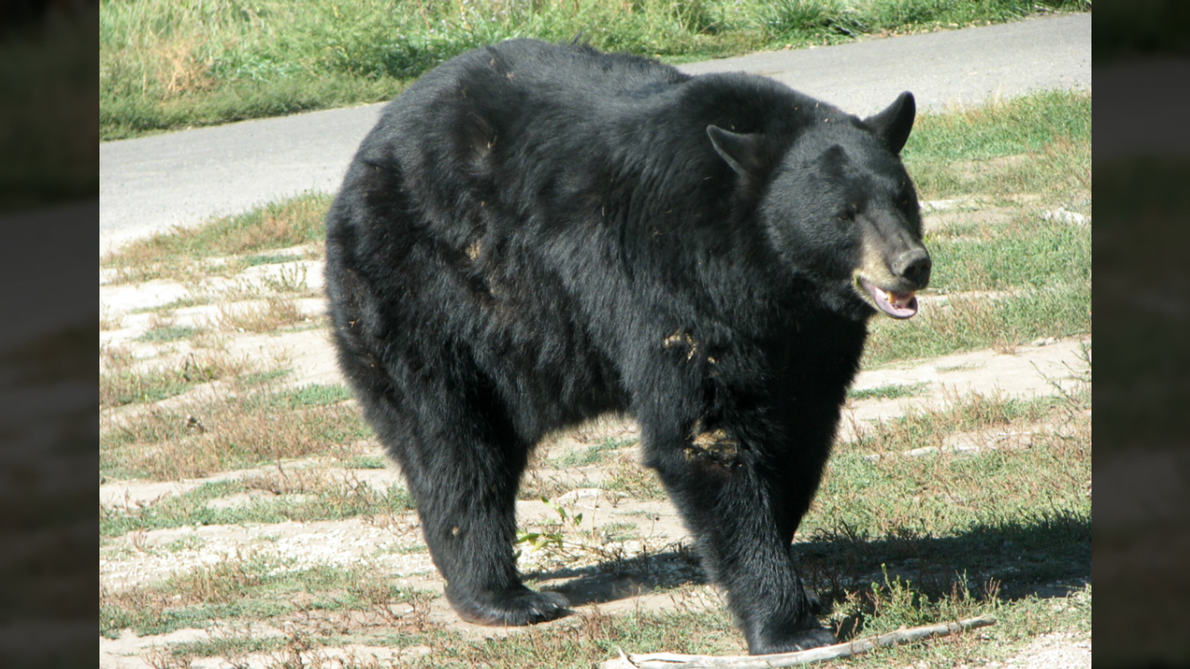 A bear like this one was spotted on the Suwanee Greenway Friday afternoon causing nearby Suwanee Elementary School to limit outdoor activities for students.