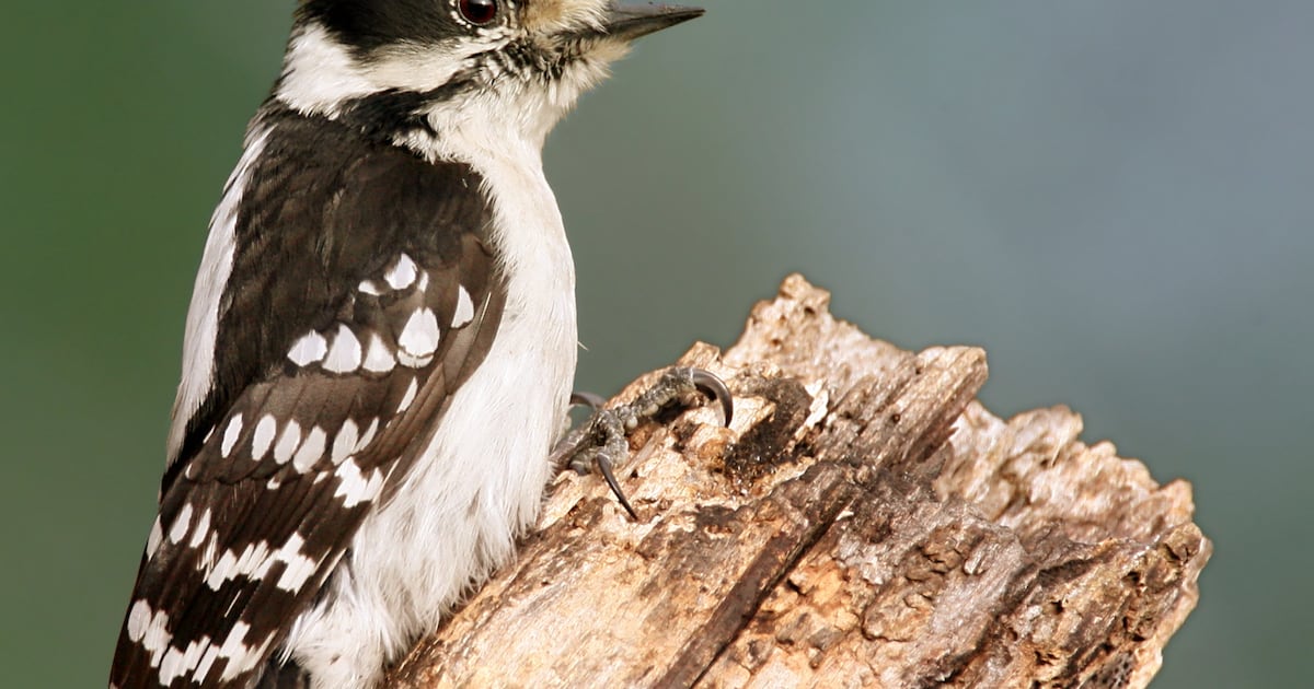 Meet some birds that deserve a Father's Day card (and some that don't)