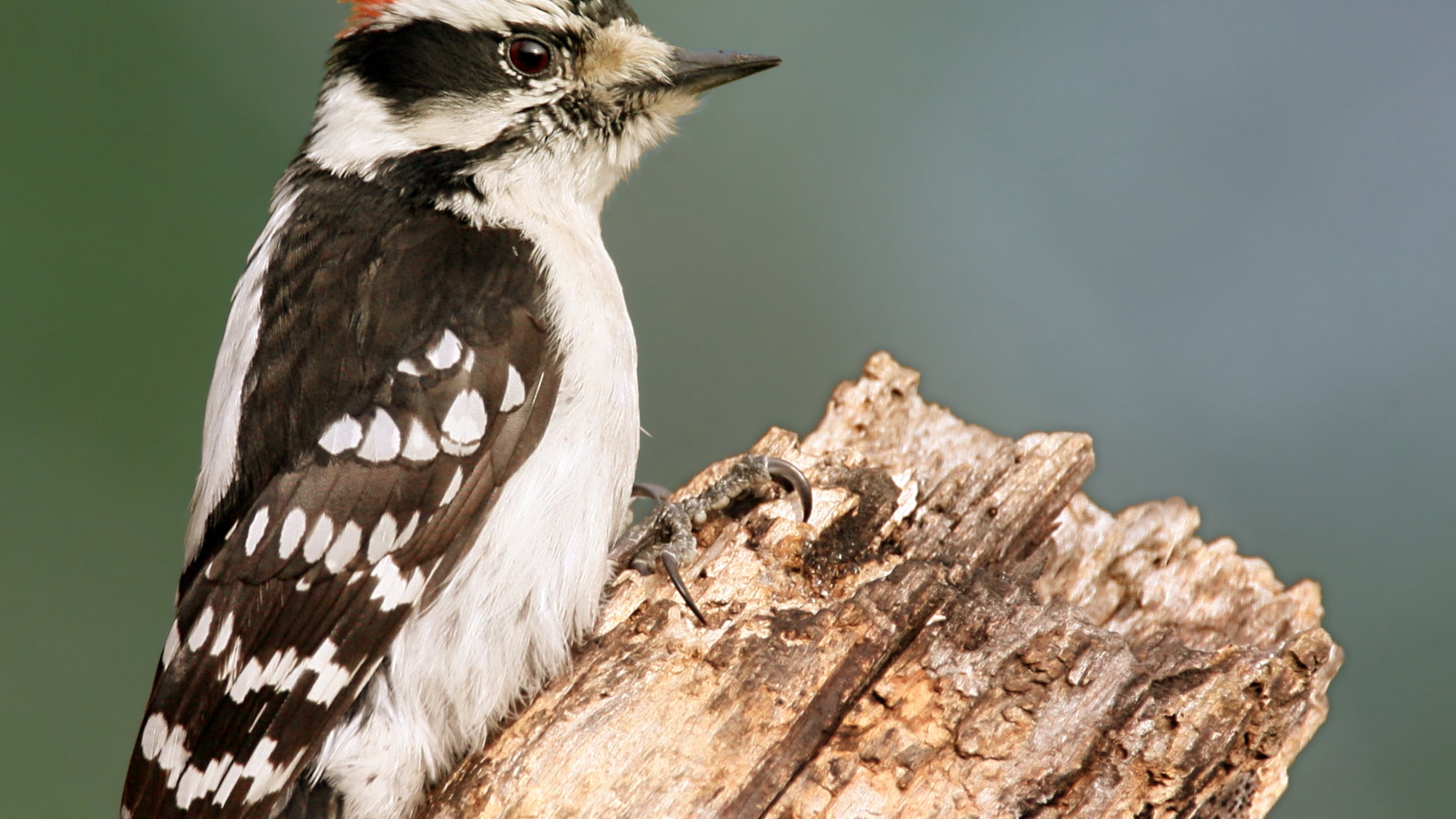 The male downy woodpecker (shown here) is one of the hardest working fathers in the animal kingdom. He entirely takes over egg incubation duties at night (Photo: Wolfgang Wander/Creative Commons Attribution-Share Alike 2.0