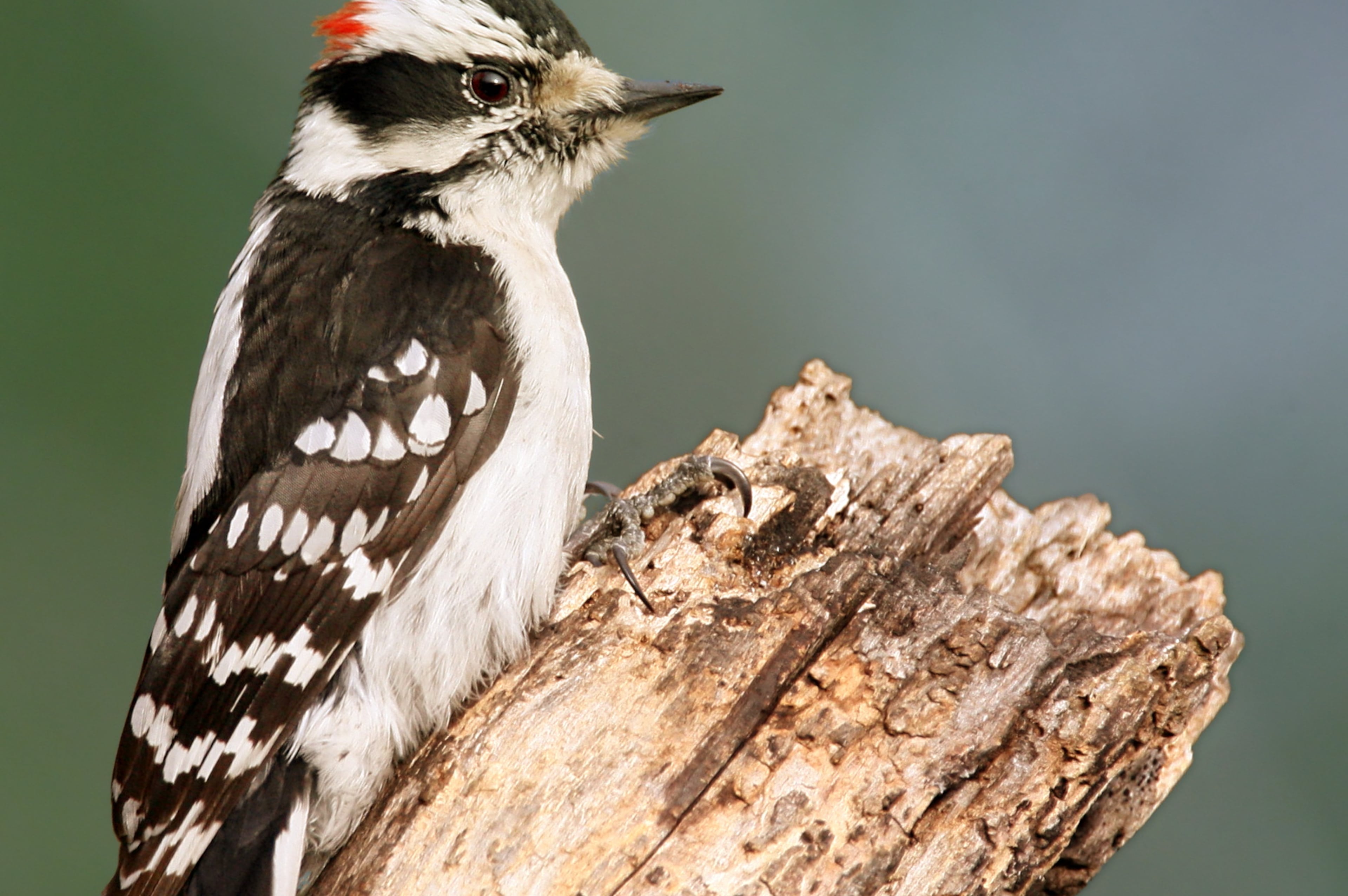 Downy woodpecker
