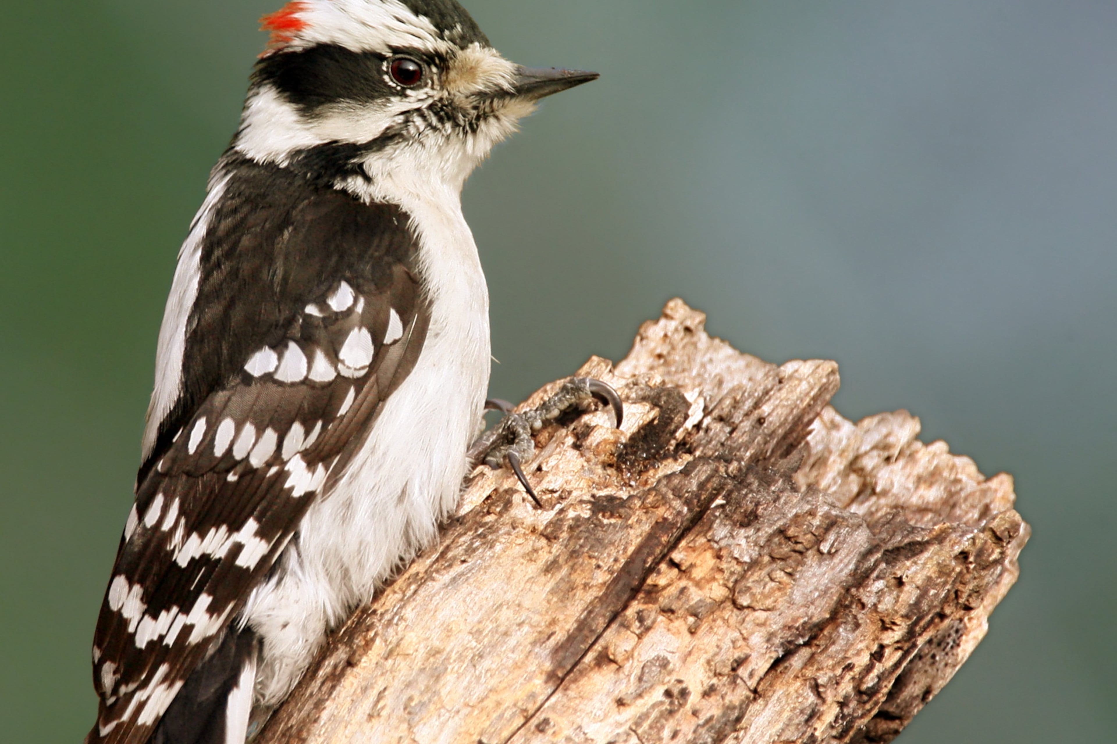 The male downy woodpecker (shown here) is one of the hardest working fathers in the animal kingdom. He entirely takes over egg incubation duties at night (Photo: Wolfgang Wander/Creative Commons Attribution-Share Alike 2.0