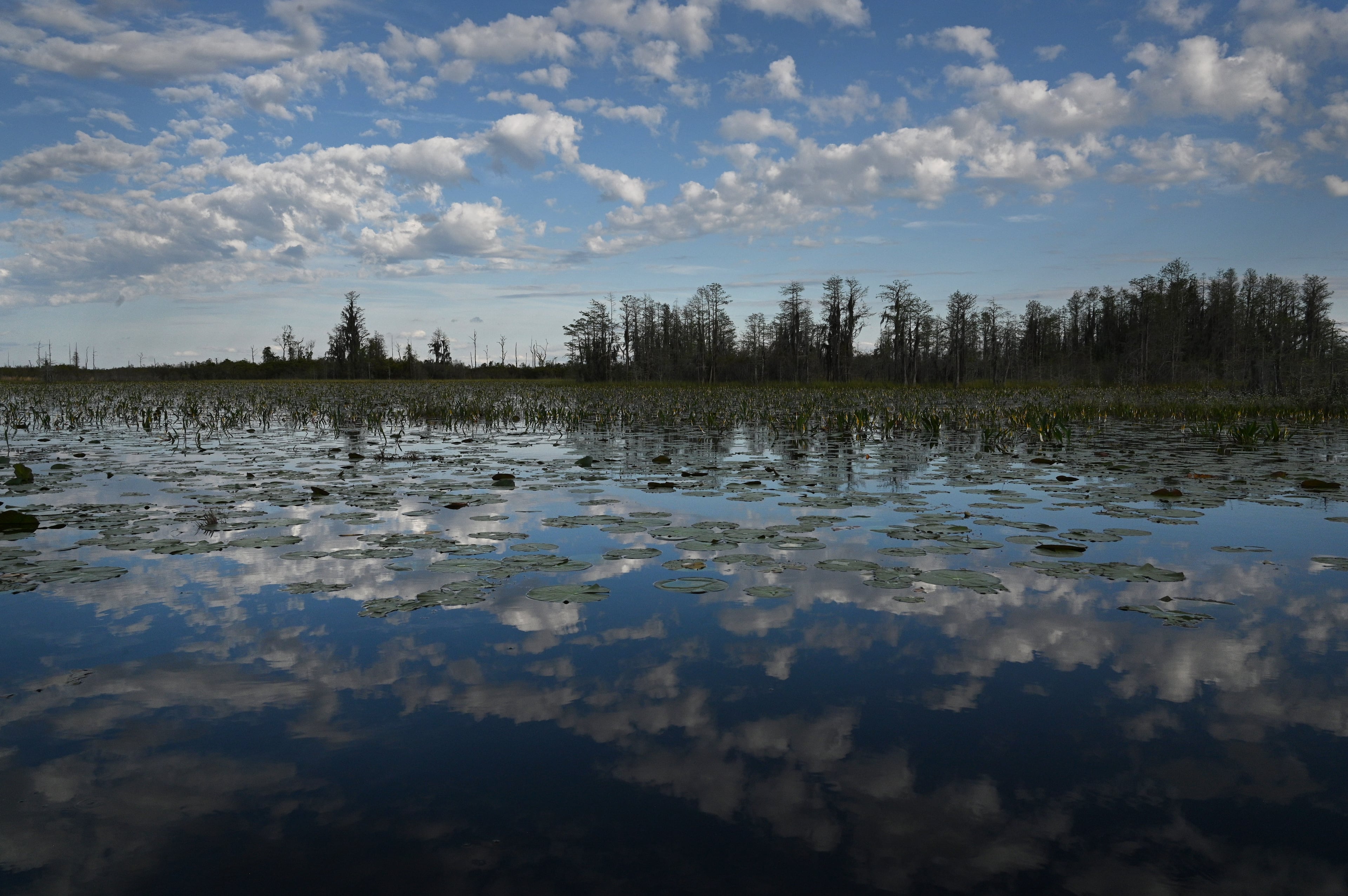 Okefenokee fight