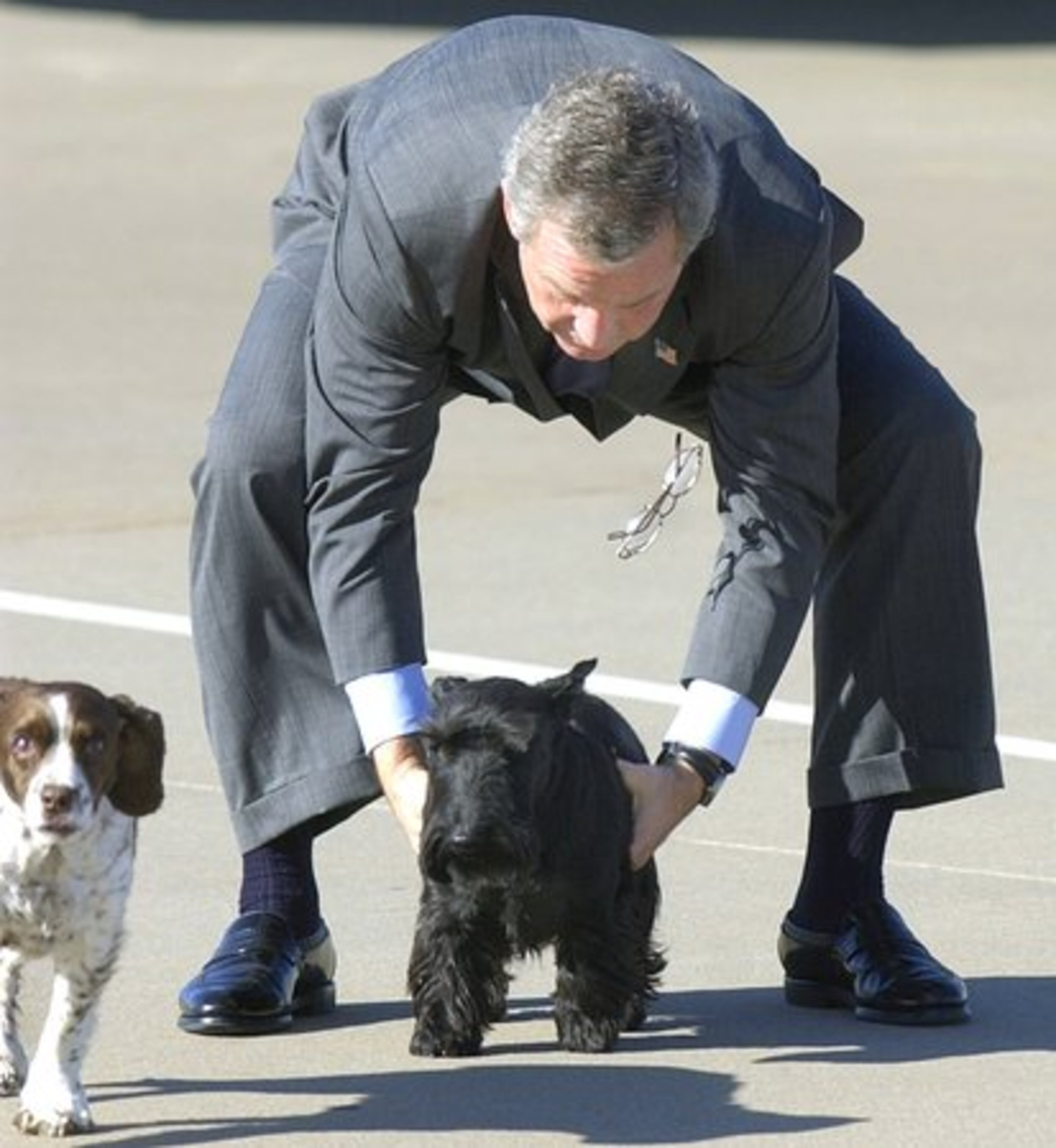 President George W. Bush had two dogs: Scottish terrier, Barney, right, and English Springer Spaniel, Spot. They would play on the north lawn of the White House,