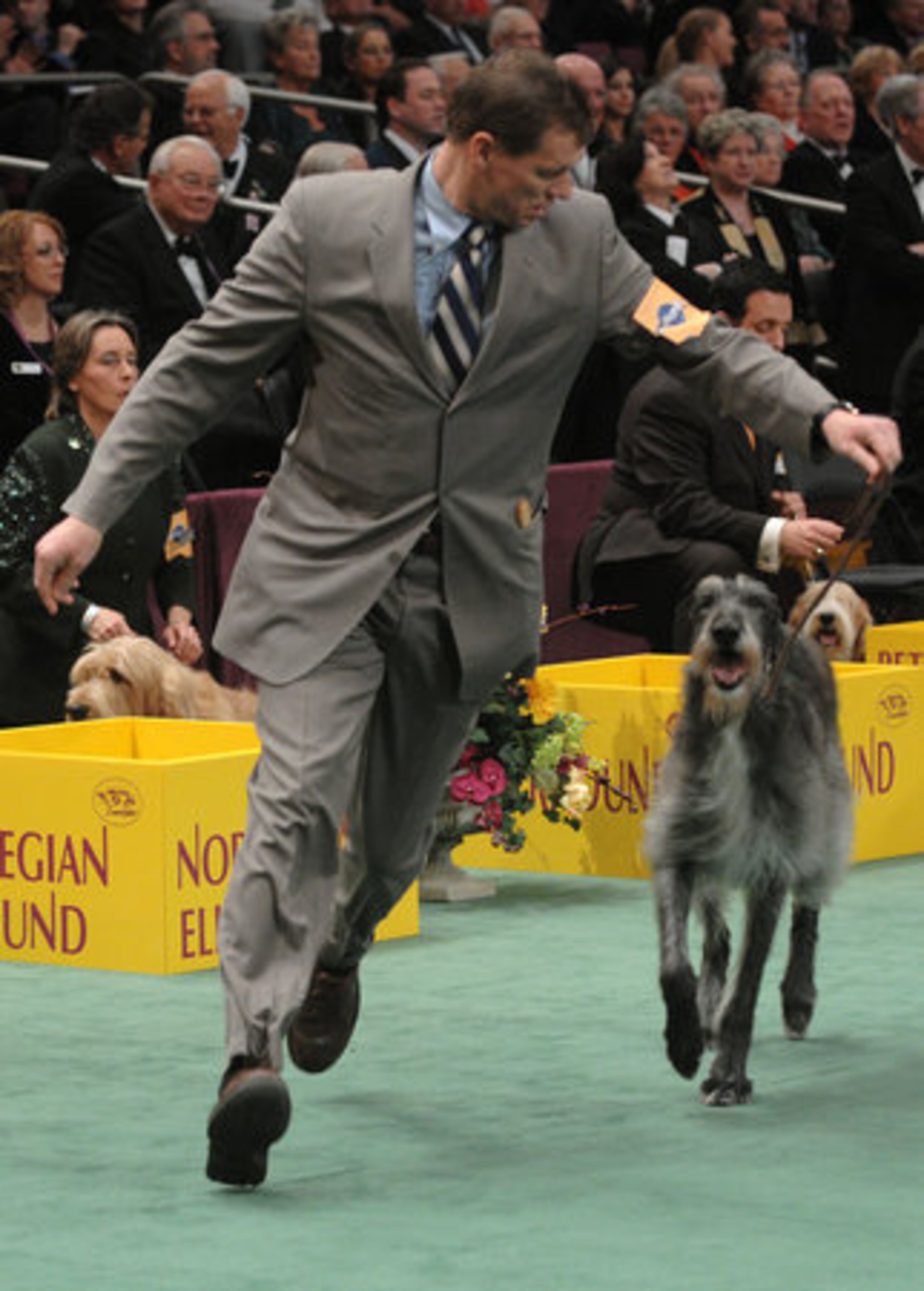 Handler Clifford W. Steele and his Scottish deerhound, Gayleward's Tiger Woods, run in the ring during the Hound Group competition, which he won.