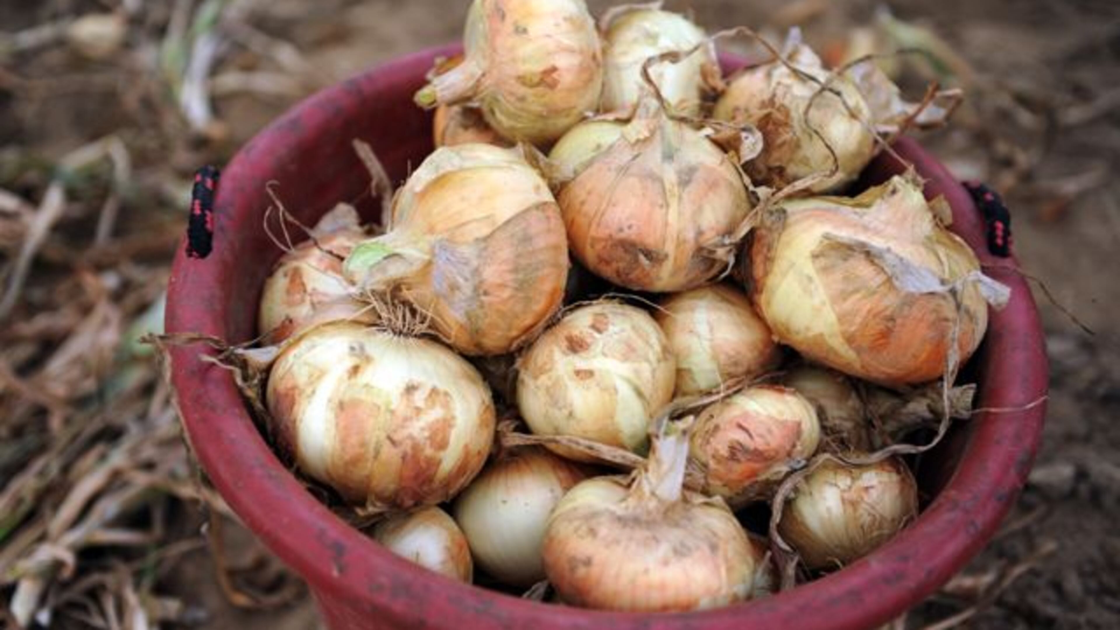SECONDARY 110502 Collins -- A bucketful of Vidalia onions harvested by a migrant worker from Mexico at Sikes Farms in Collins Monday, May 2, 2011. Bita Honarvar bhonarvar@ajc.com A bucketful of Vidalia onions. (AJC Staff)