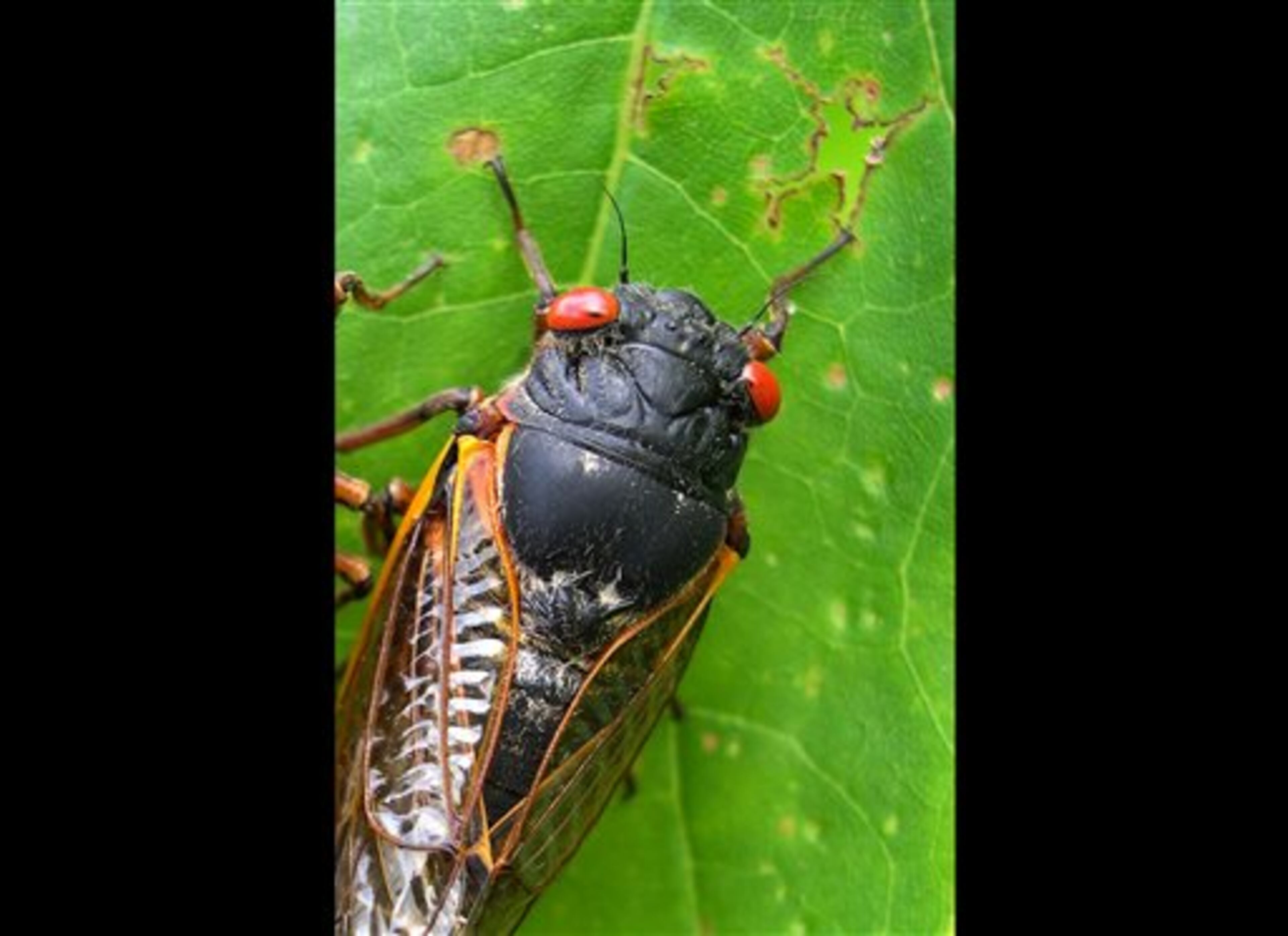 This photo provided by the University of Connecticut shows a cicada in Pipestem State Park in West Virginia on May 27, 2003. Any day now, cicadas with bulging red eyes will creep out of the ground after 17 years and overrun the East Coast with the awesome power of numbers. Big numbers. Billions. Maybe even a trillion. For a few buggy weeks, residents from North Carolina to Connecticut will be outnumbered by 600 to 1. Maybe more. And the invaders will be loud. A chorus of buzzing male cicadas can rival a jet engine. (AP Photo/University of Connecticut, Chirs Simon)