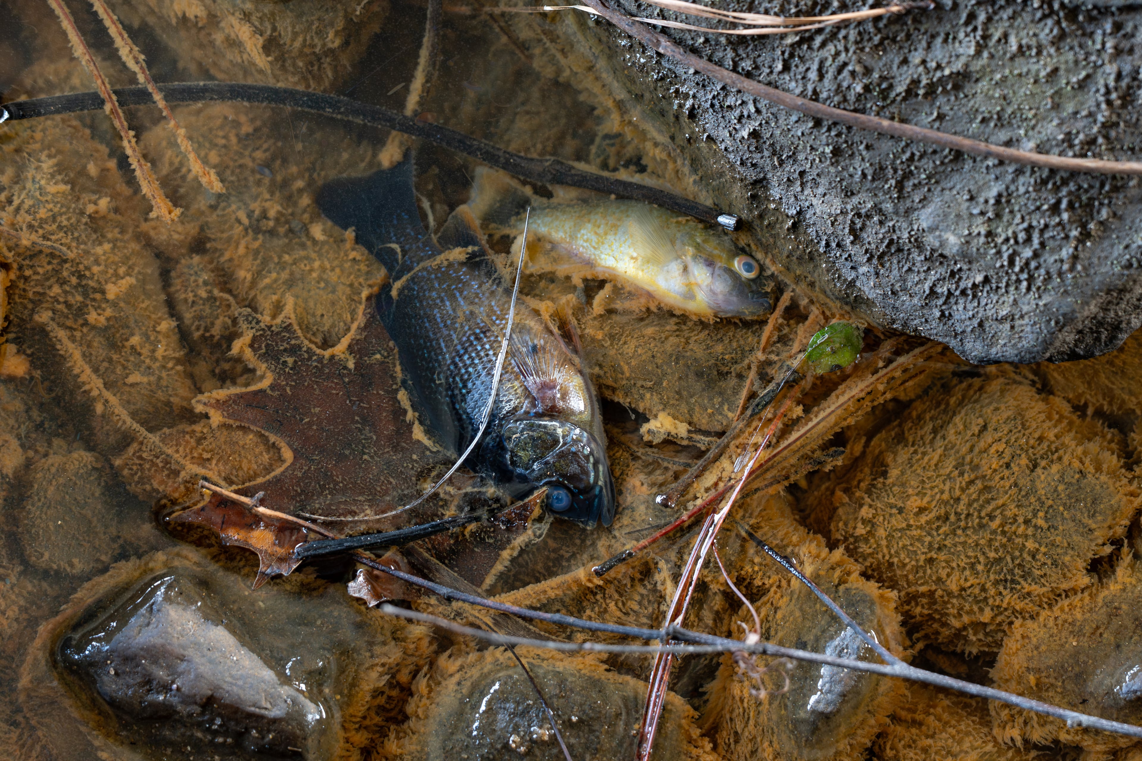 Two fish lay dead surrounded by oil following a fuel spill into the Flint River from Hartsfield-Jackson International Airport. Tuesday, Feb 03, 2026. (Ben Hendren for the AJC)