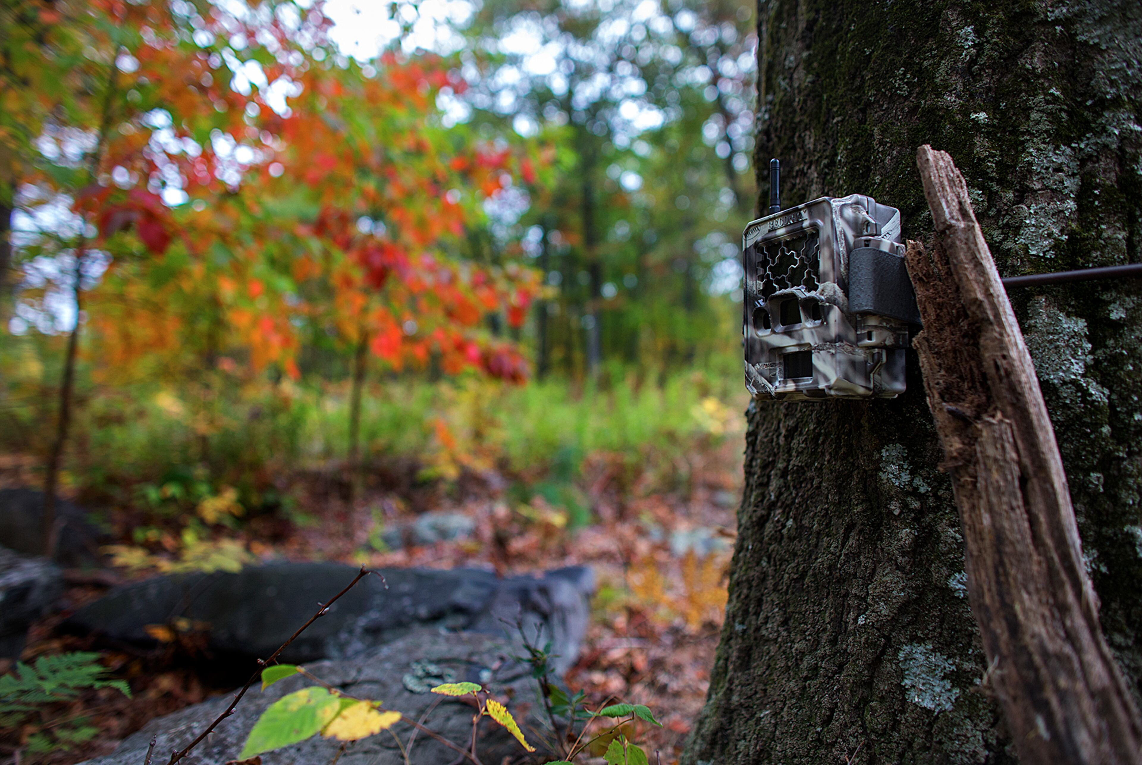 A hidden remote camera strapped to a tree in the woods along Snow Hill Rd. in Monroe Twp, Pa., while law enforcement officers continue their search for Eric Frein on Wednesday, Oct. 1, 2014. Frein, 31, is accused of killing Cpl. Bryon Dickson, 38, and critically wounding Trooper Alex Douglass outside outside the Blooming Grove barracks on Sept. 12. (AP Photo/PennLive.com, Sean Simmers)