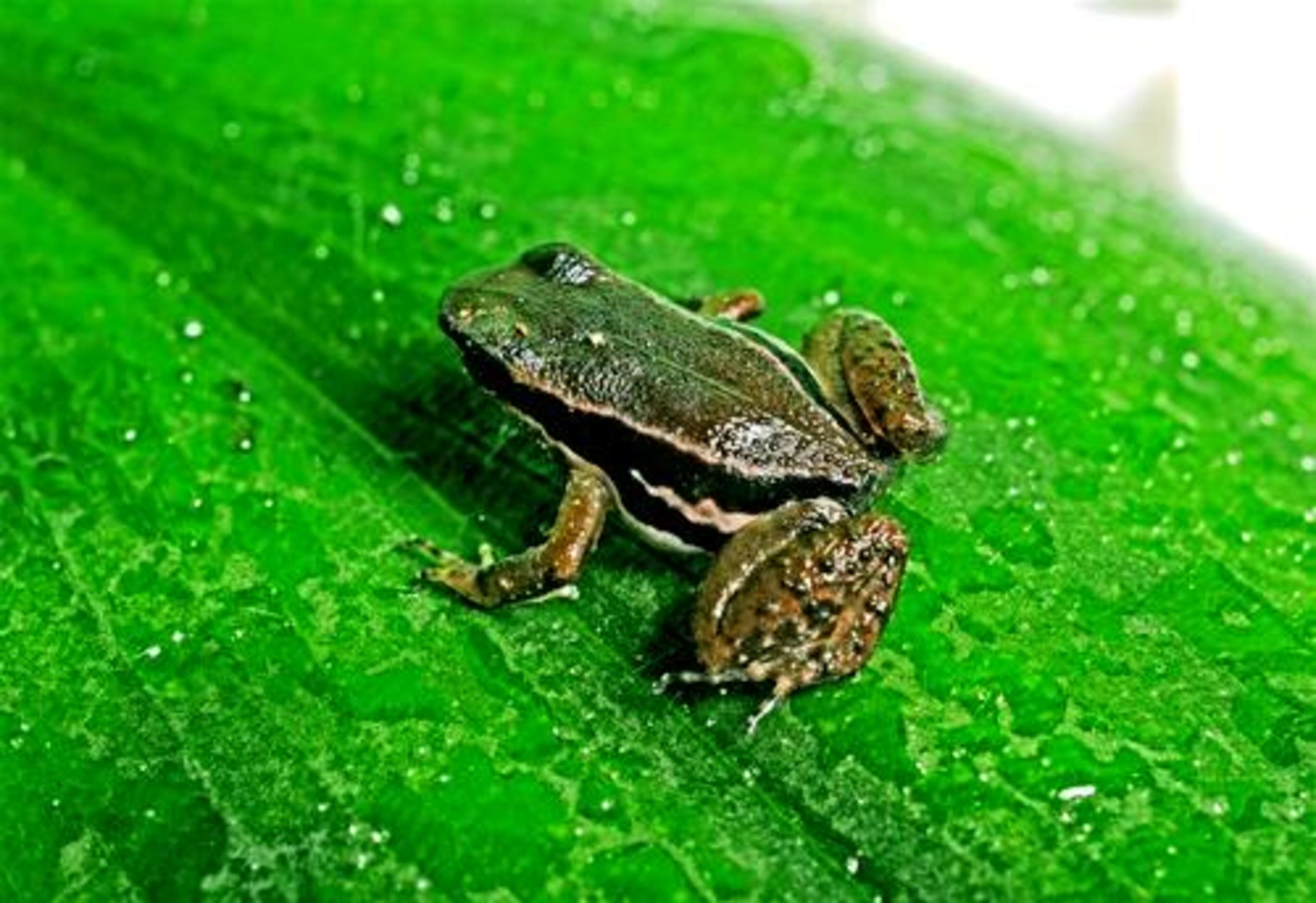 Pratt's Rocket Frog