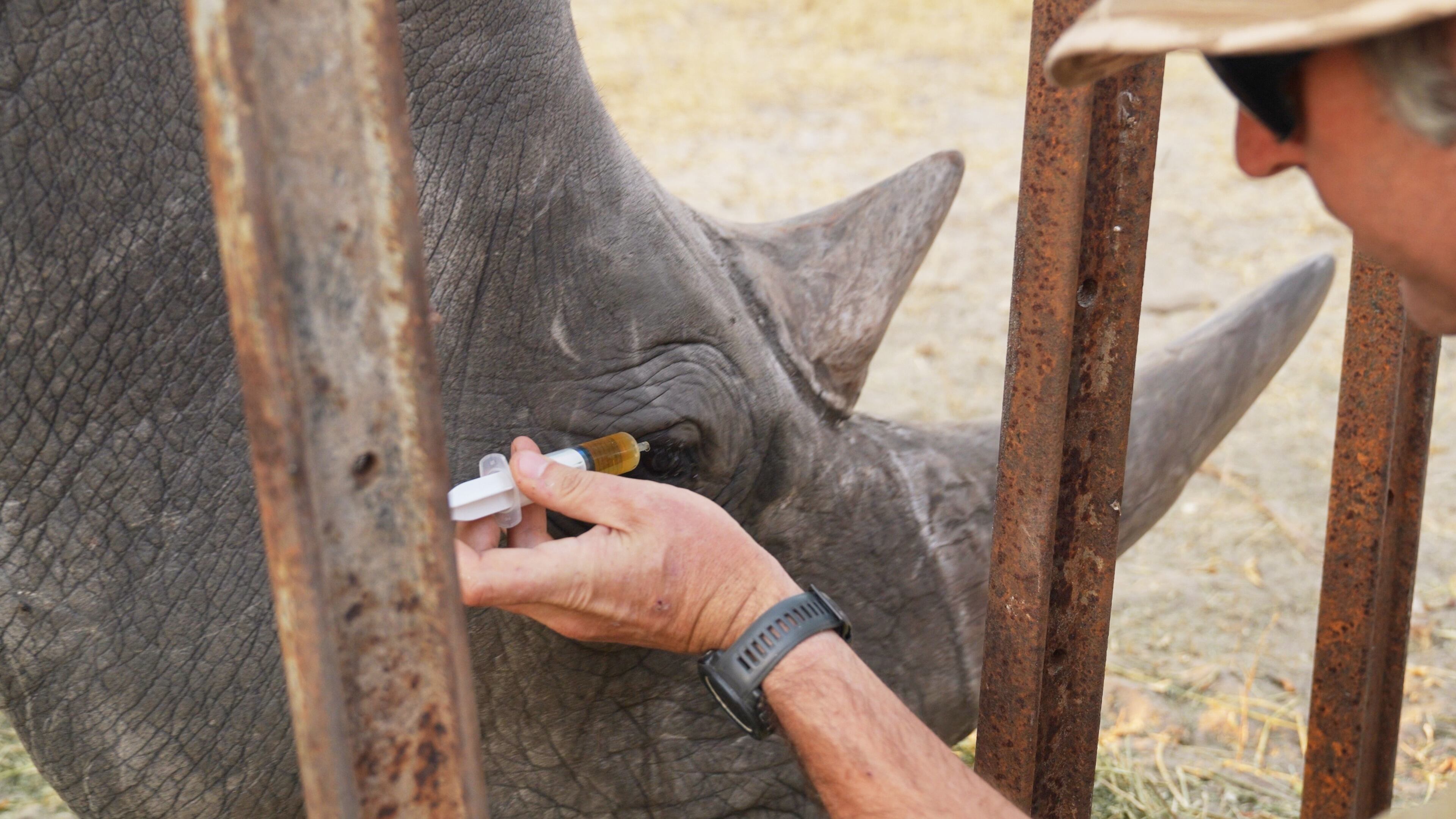 In this August 2025 photo provided by the Palm Beach Zoo & Conservation Society, Daniel Terblanche applies medicine to an an endangered white rhino's infected eye at the Imvelo Safari Lodges in Bulawayo, Zimbabwe. (John Towey/Palm Beach Zoo & Conservation Society via AP)