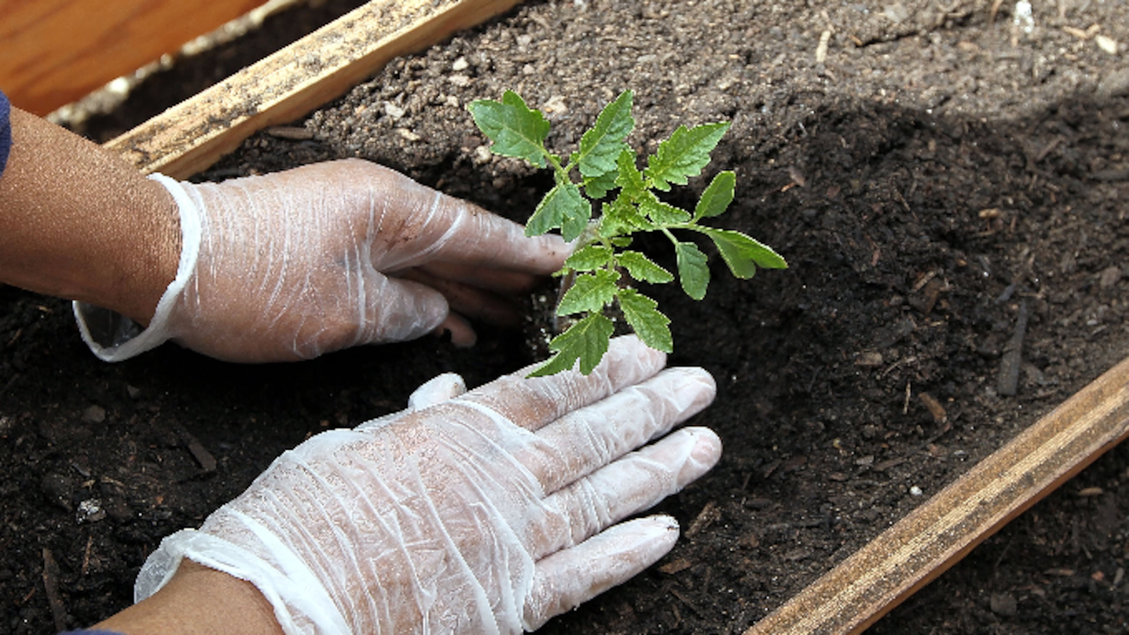 A volunteer plants a tomato while building a community garden on plot of land next to Charcoal Park, a community store, April 22, 2010 in Oakland, California. A handful of volunteers came out to build a community garden in honor of Earth Day.