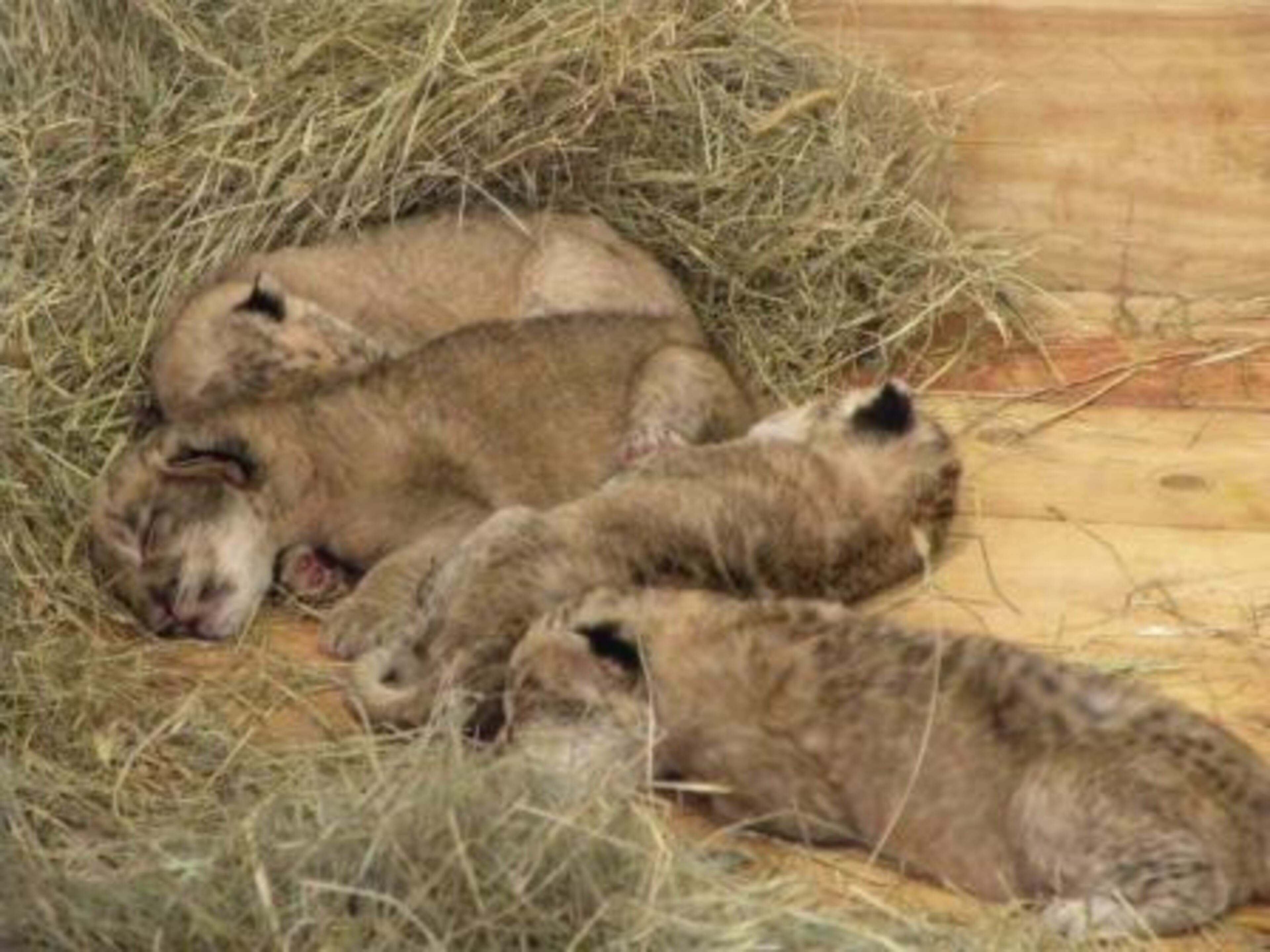 Kiki, the nine-year-old lioness at Zoo Atlanta, has given birth to her second litter of cubs, zoo officials announced Wednesday. The four new cubs will begin exploring their habitat in eight weeks, they said.