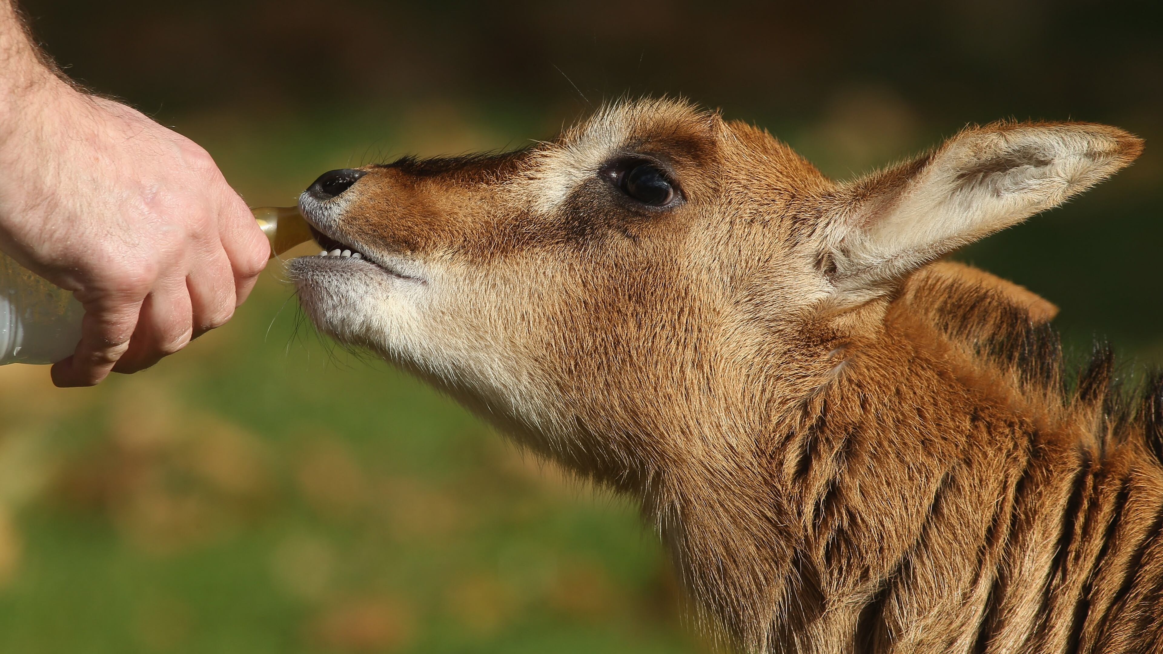 A tiny baby antelope, similar to the baby sable antelope above, only much smaller, is being raised by zookeepers at the Chester Zoo in the United Kingdom after its mother died shortly after giving birth.