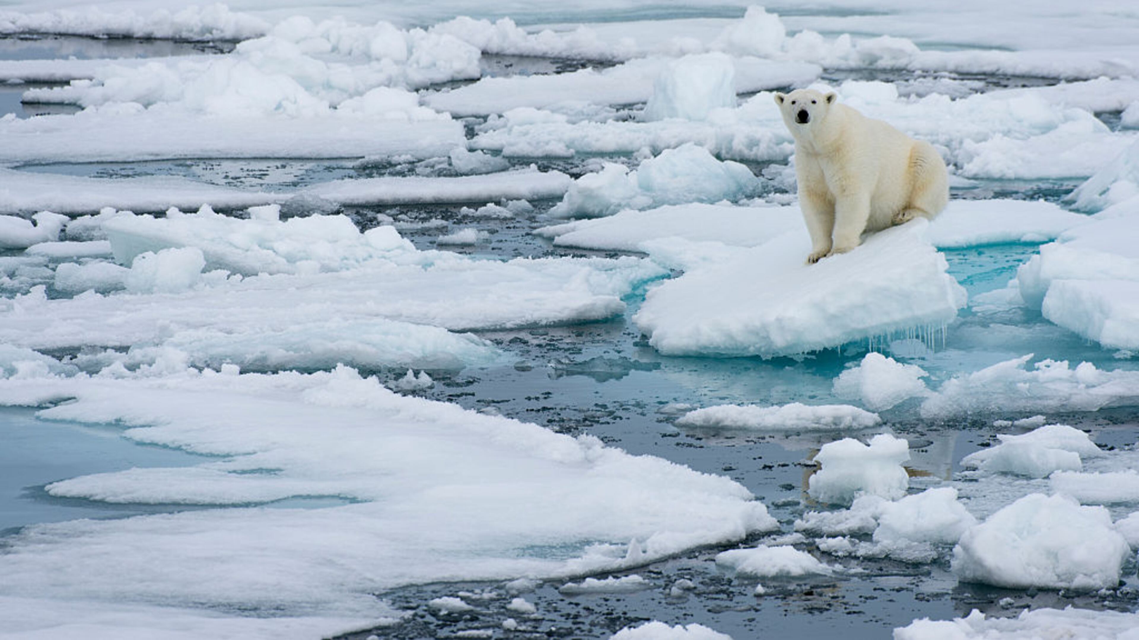 A polar bear rests on sea ice north of Svalbard, Norway. NASA is reporting Arctic polar ice is at its lowest levels ever, ice the bears rely on for their very existence. Sea ice also helps regulate the Earth’s climate, accordign to scientists.