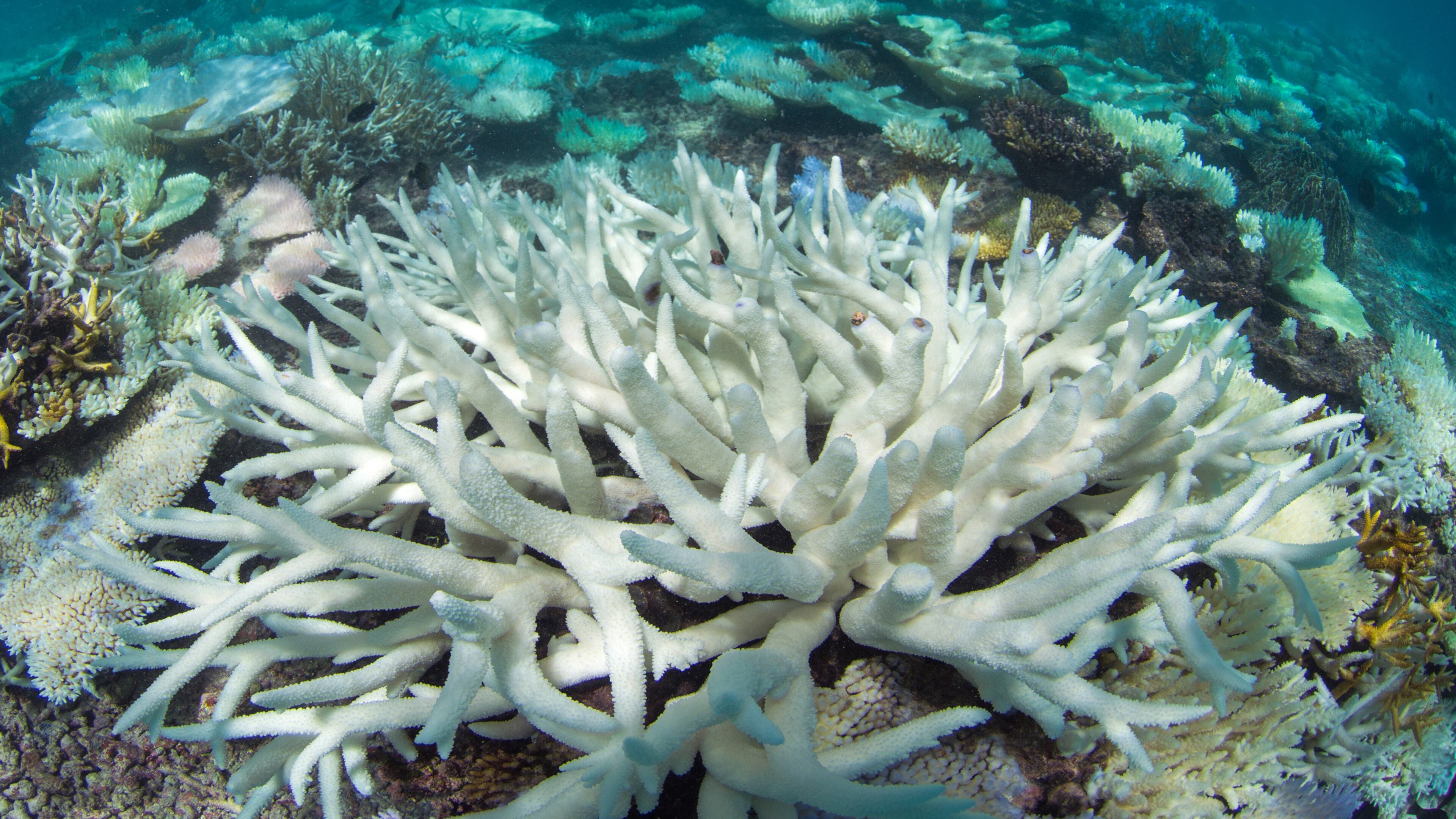 This May 2016 photo provided by the Ocean Agency/XL Catlin Seaview Survey shows coral bleaching in the Maldives. Coral reefs, unique underwater ecosystems that sustain a quarter of the world's marine species and half a billion people, are dying on an unprecedented scale. Scientists are racing to prevent a complete wipeout within decades. (The Ocean Agency / XL Catlin Seaview Survey via AP)