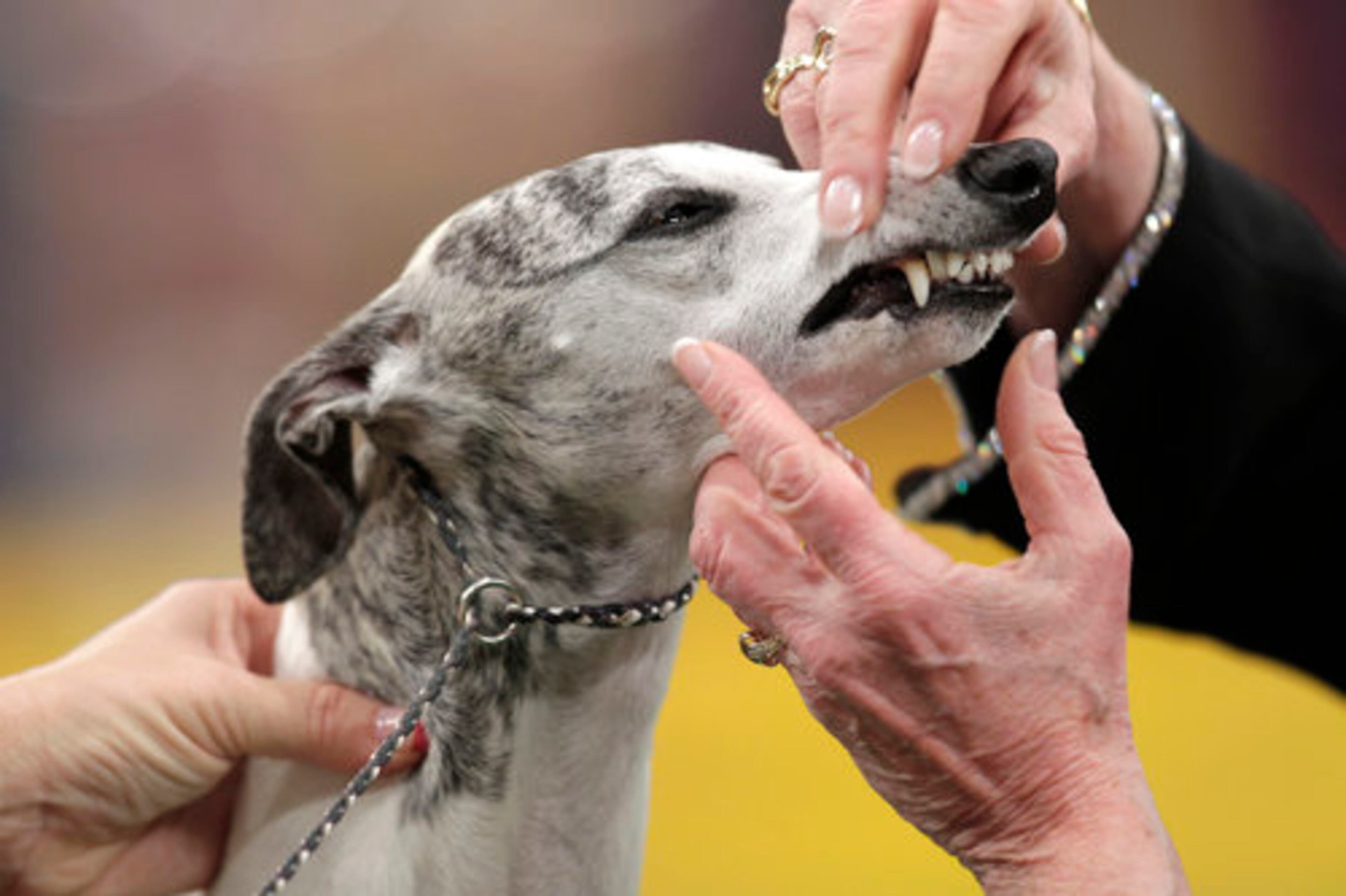 A whippet is examined during the judging of the hound group.