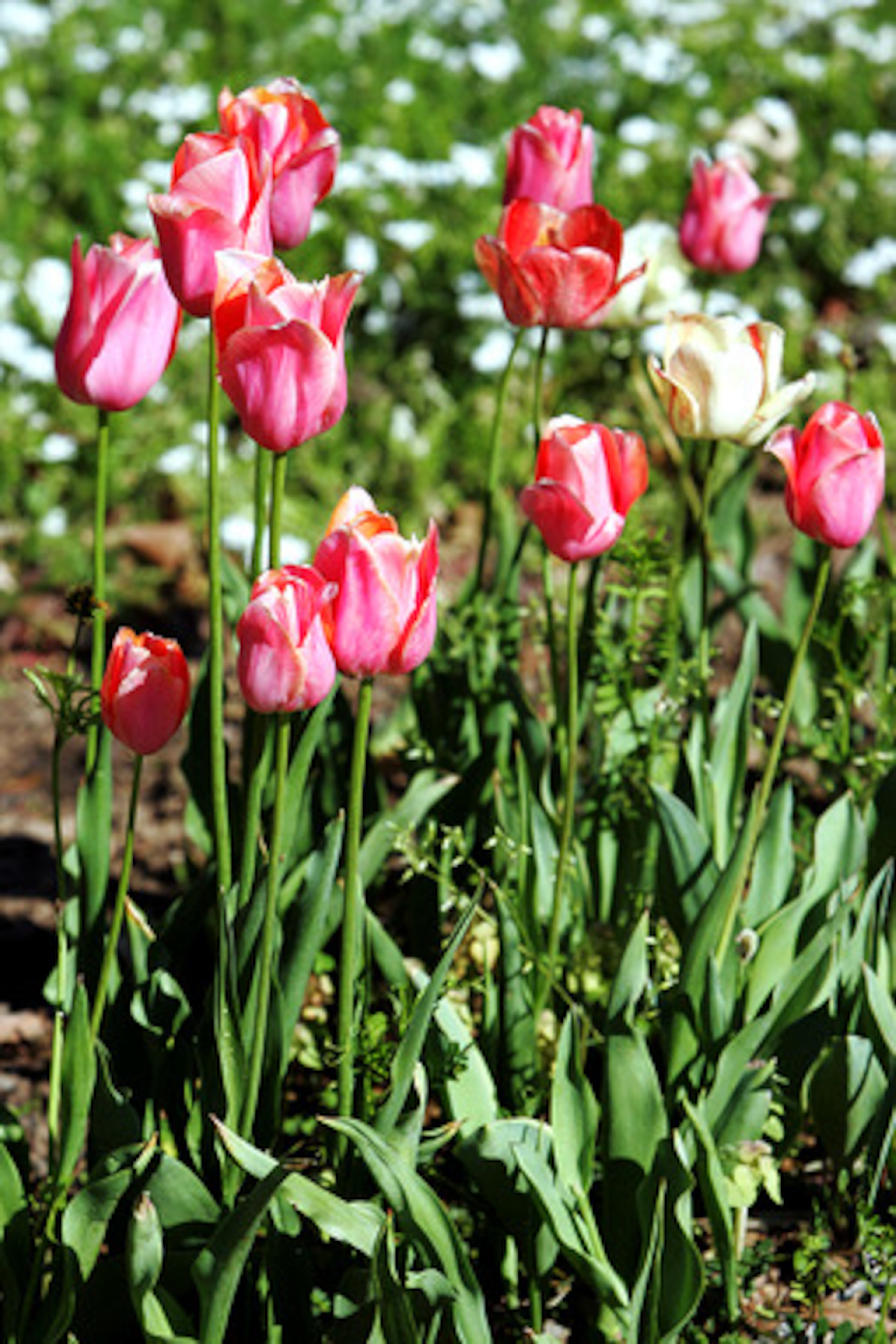 Most tulip bulbs (Tulipa) have come and gone by late April in metro Atlanta.
