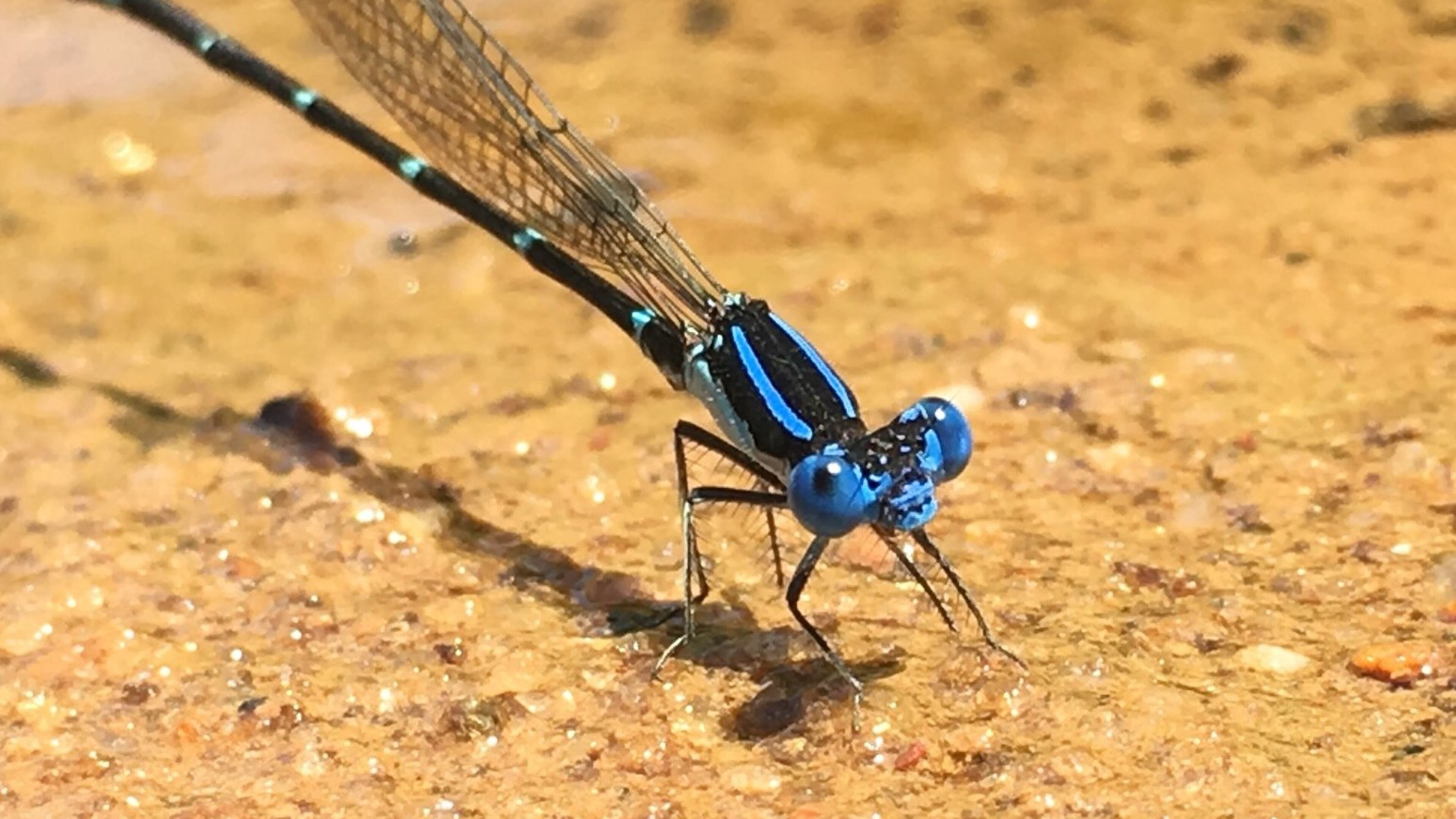 Veronnica Hastings took this picture of a blue-fronted dancer in July while kayaking the Broad River in northeast Georgia. Taken with her iPhone, she wrote, “I couldn’t believe I got this close!” According to the website Insect Indentifier, the blue-fronted dancer (Argia apicalis) is a damselfly that flits and bounces as it flies making it a natural choreographer.