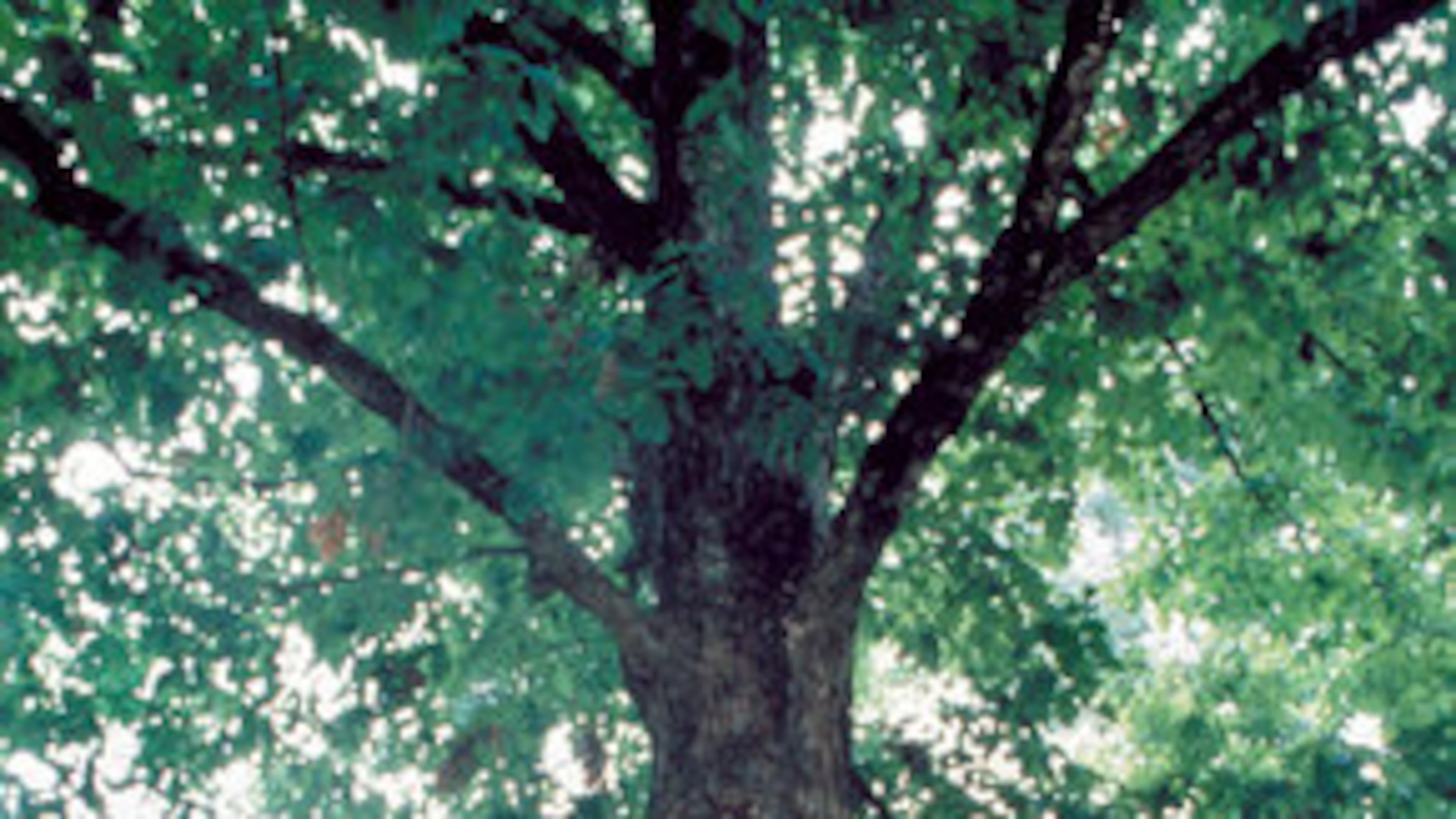 The Tree That Owns Itself is a landmark. Col. William H. Jackson so loved a large white oak on his property that he willed to the tree all the land within 8 feet of its trunk. The present tree was grown from an acorn of the original.
