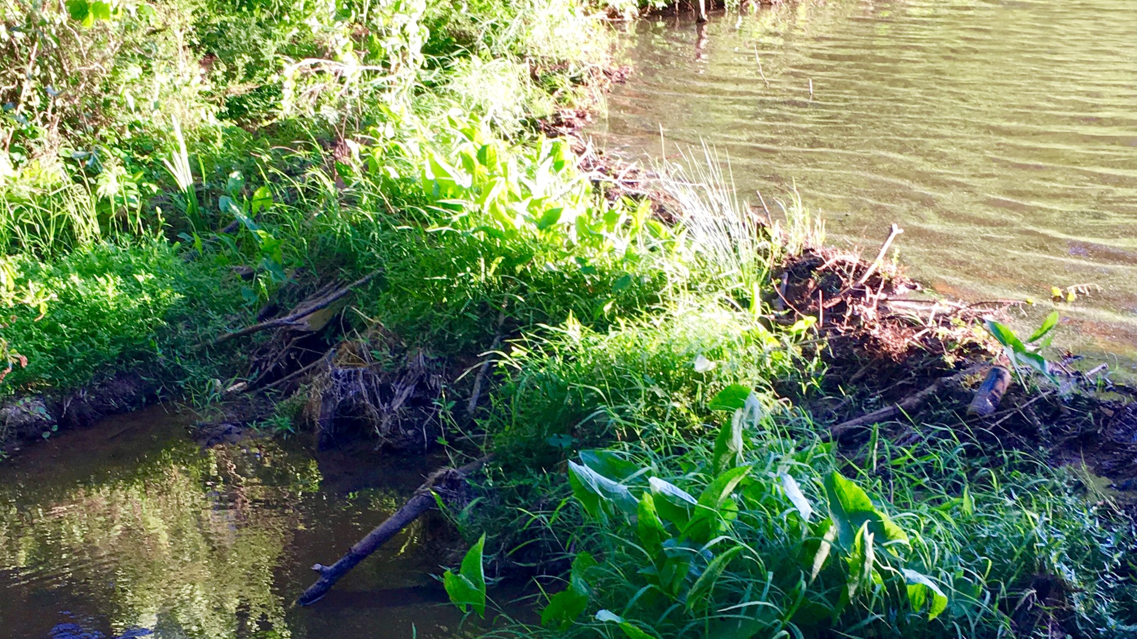A portion of the network of beaver dams on the old United Methodist Children’s Home property. Deputy City Manager Hugh Saxon said eventually these dams may need evaluation for soil and water control. Bill Banks file photo for the AJC