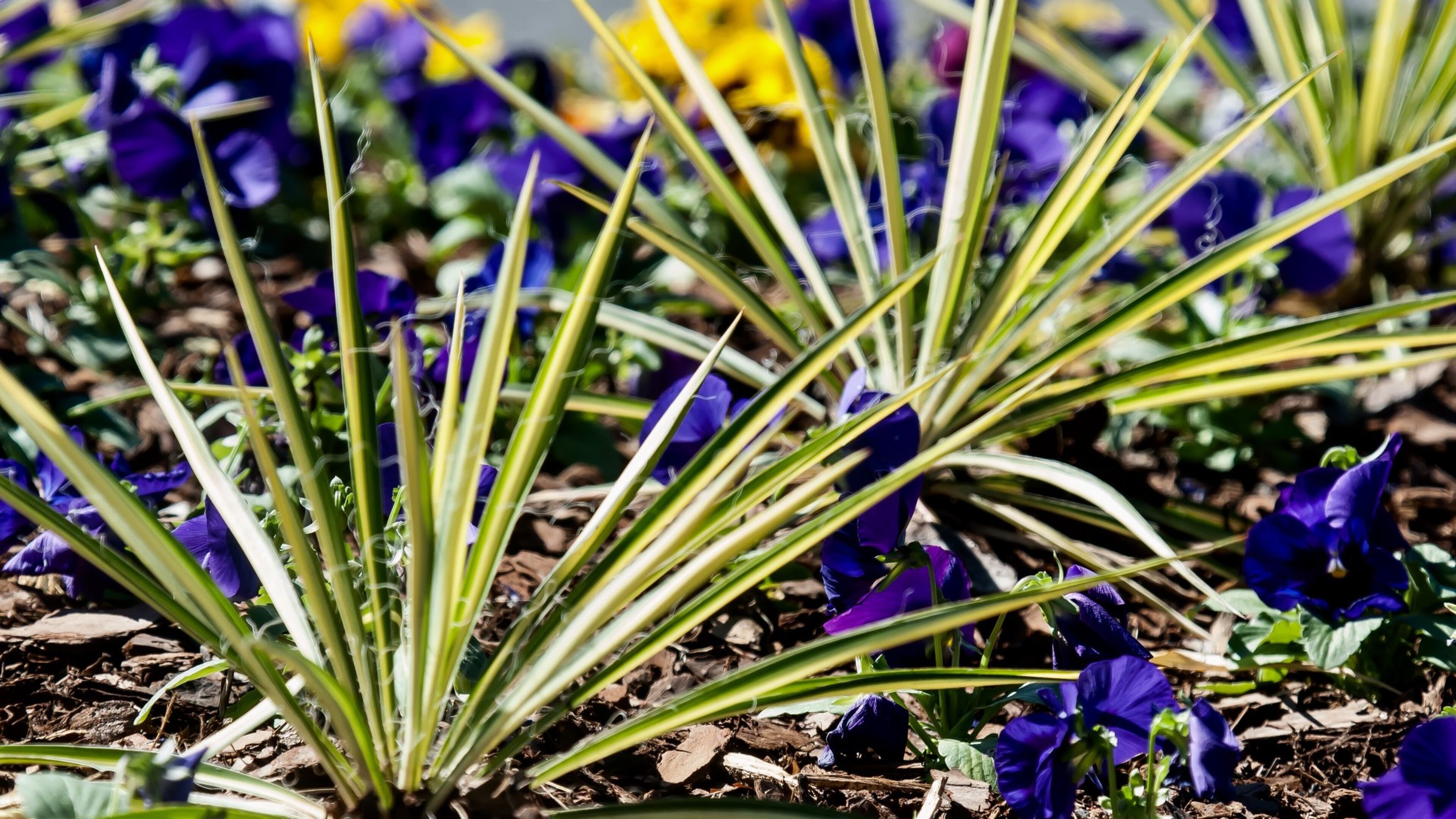 These Color Guard yuccas seem to be the perfect foliage partner for this newly planted bed of pansies. (Norman Winter/TNS)